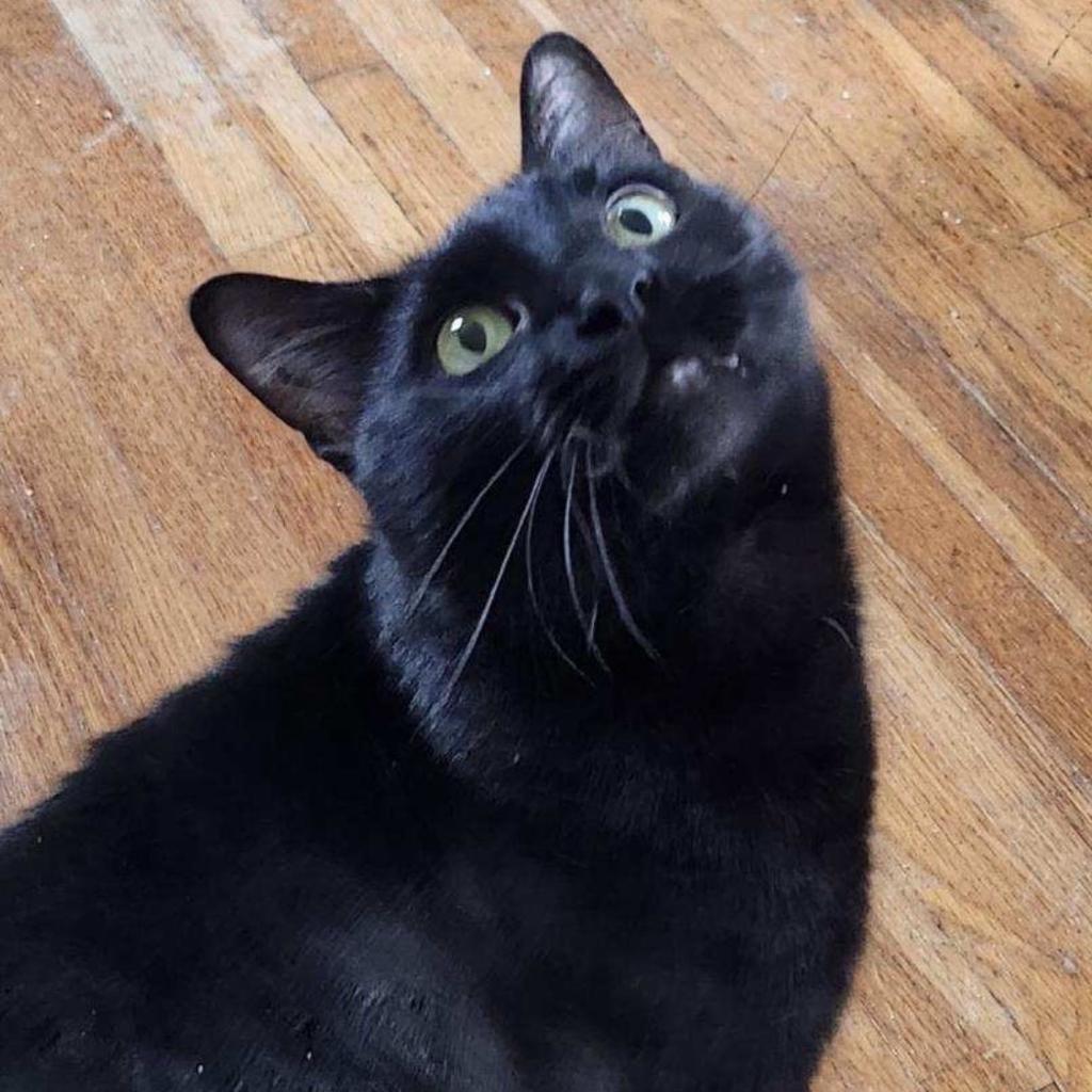 Enlarge Esmerelda, a Adoptable mixed breed in Decorah, IA image 1/1