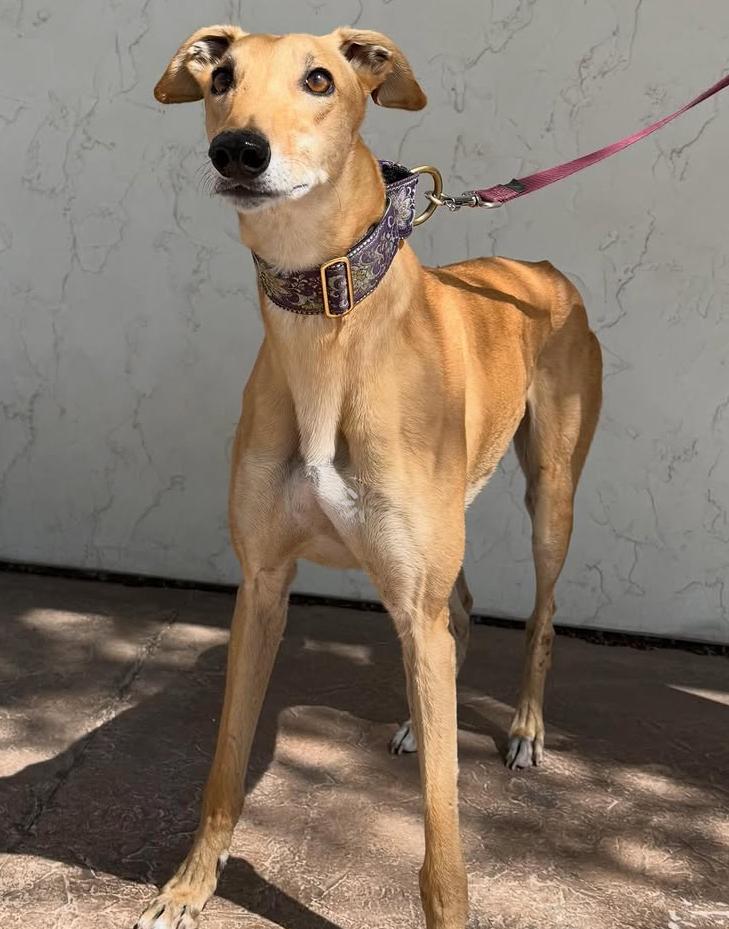 Mario, ADOPTABLE, Adult Male Greyhound.