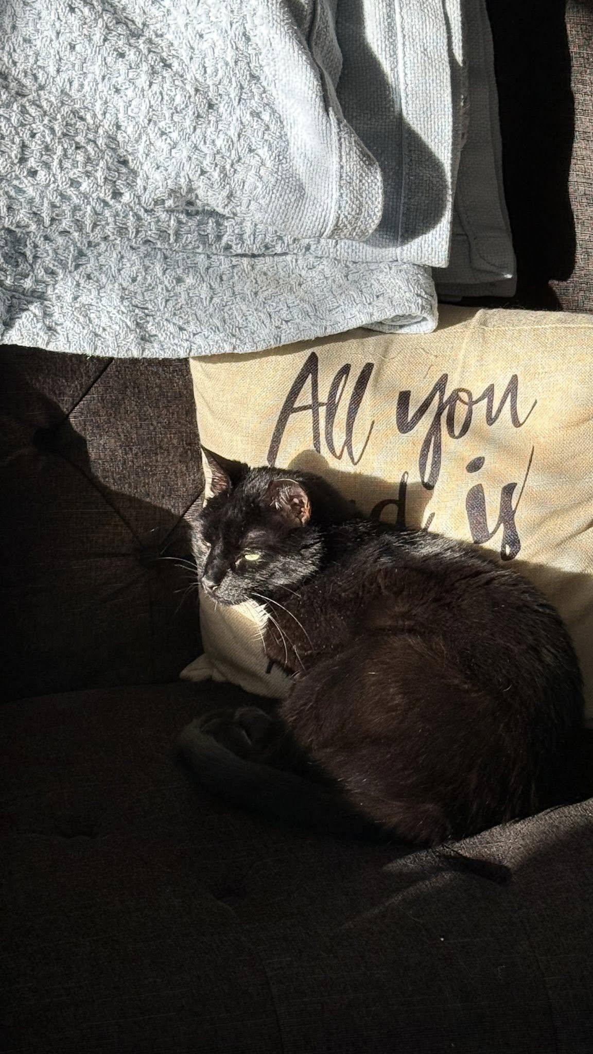 Luna, a Adoptable Domestic Short Hair in Louisville, KY image 2/3