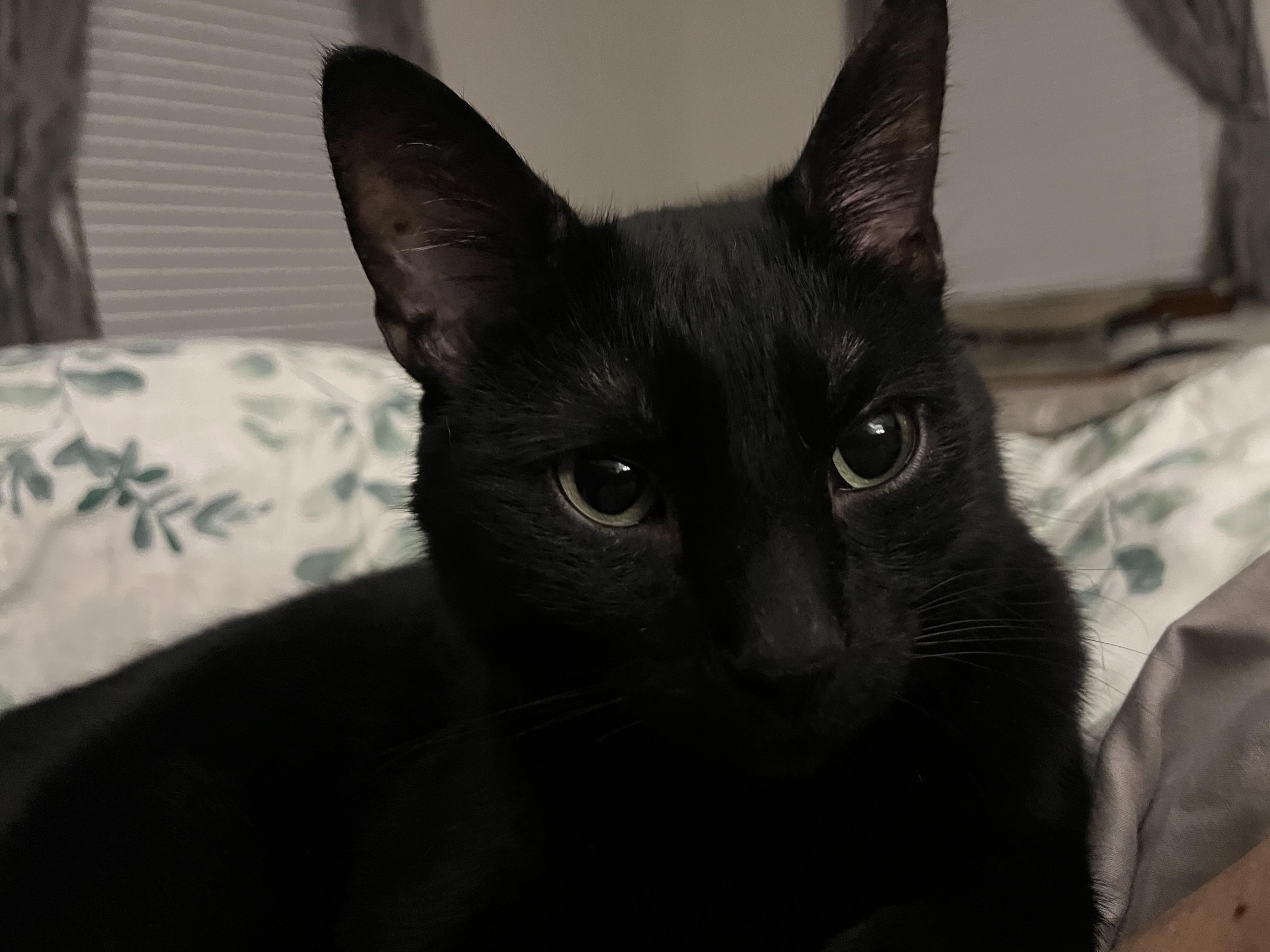 Onyx: featured pet!!, ADOPTABLE, Adult Male Domestic Short Hair.