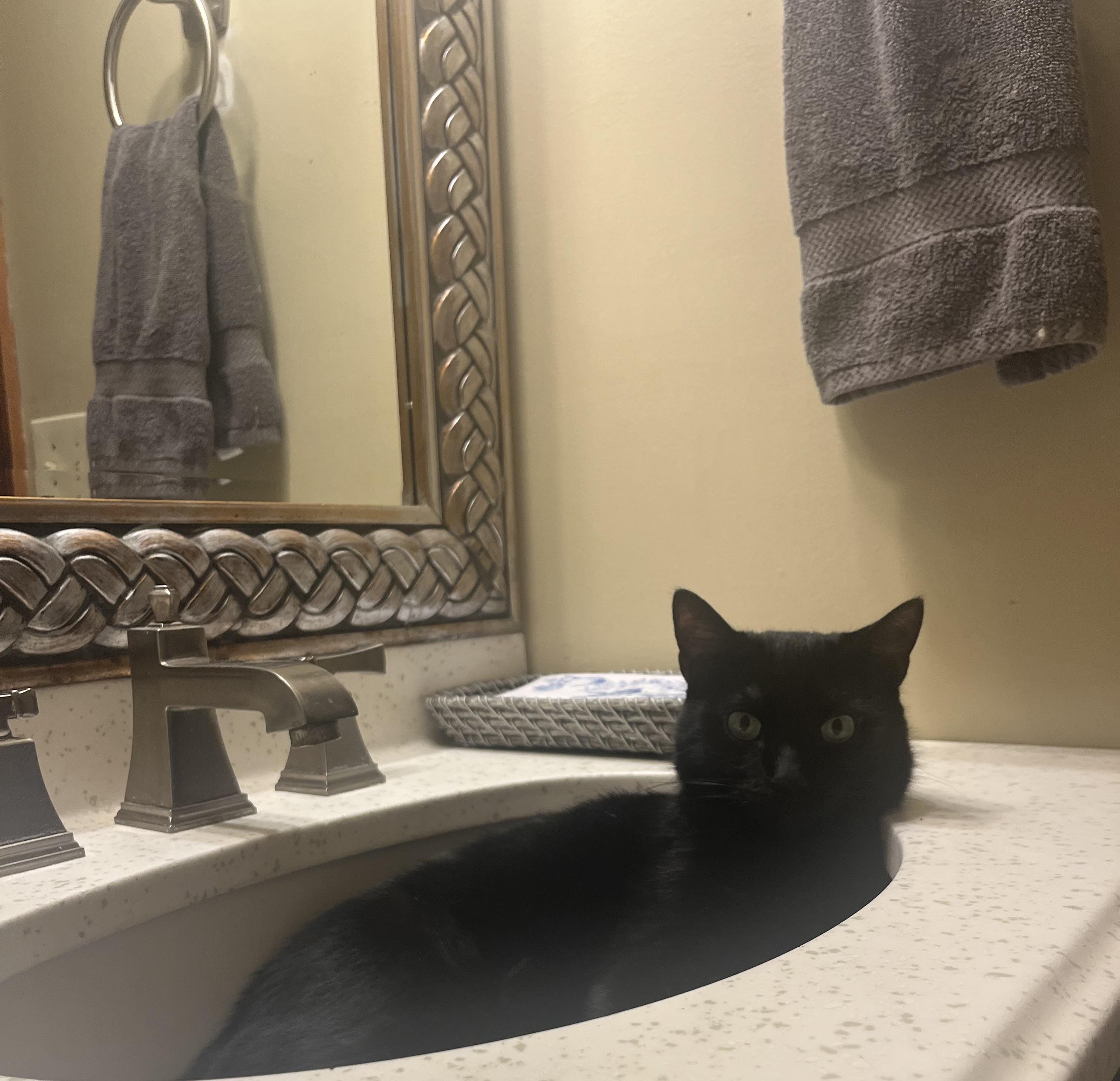 Enlarge Onyx: featured pet!!, a ADOPTABLE Domestic Short Hair in Edinburg, PA image 6/6