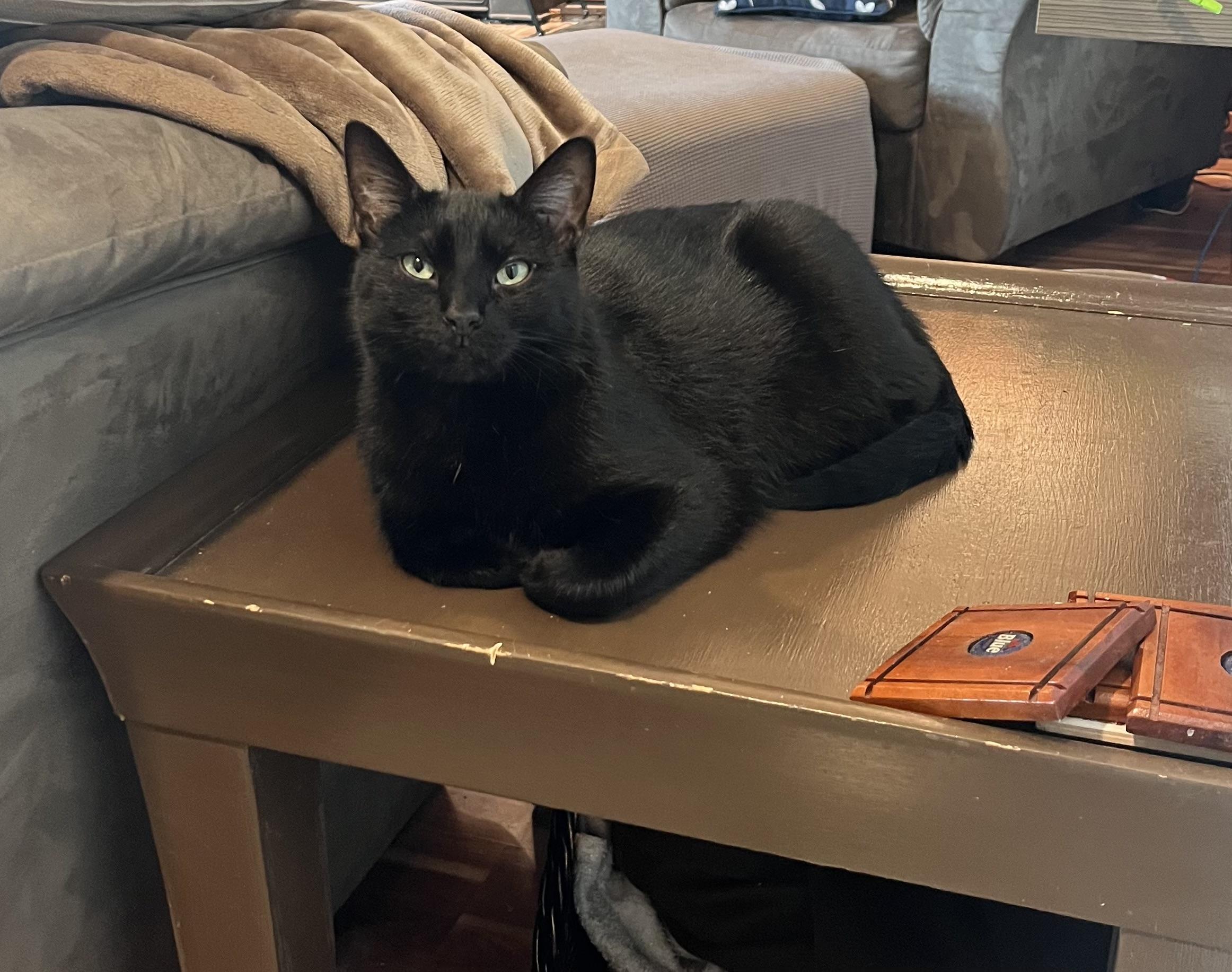 Enlarge Onyx: featured pet!!, a ADOPTABLE Domestic Short Hair in Edinburg, PA image 1/6