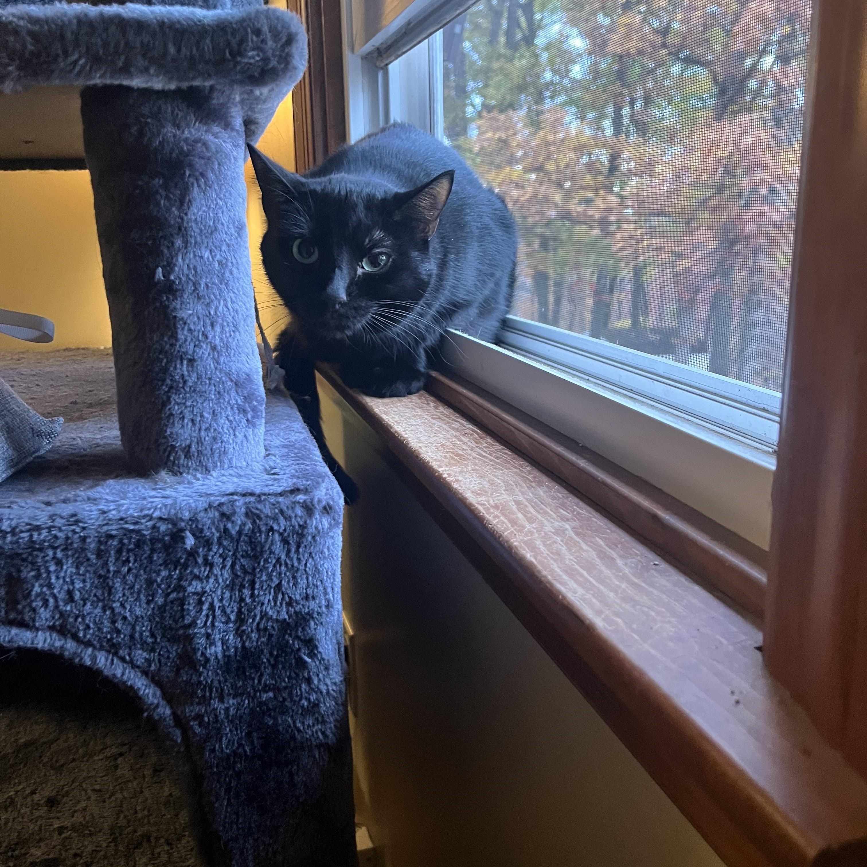 Onyx: featured pet!!, a ADOPTABLE Domestic Short Hair in Edinburg, PA image 3/5