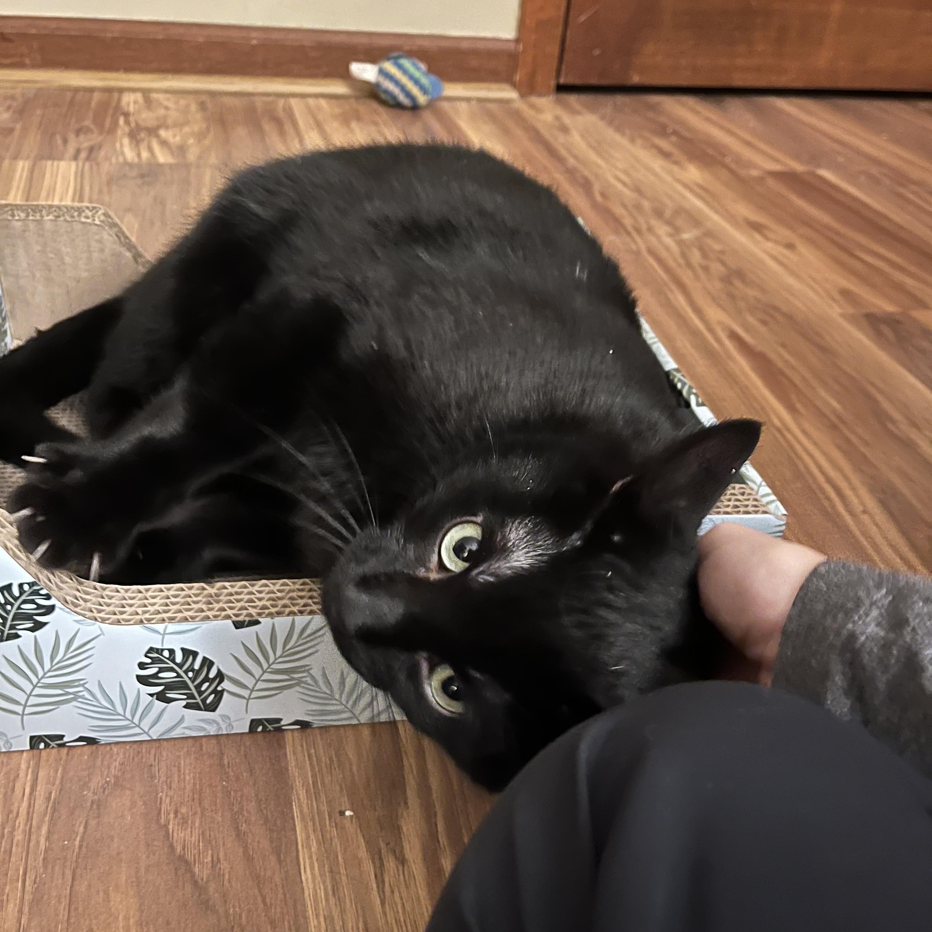 Onyx: featured pet!!, a ADOPTABLE Domestic Short Hair in Edinburg, PA image 2/5