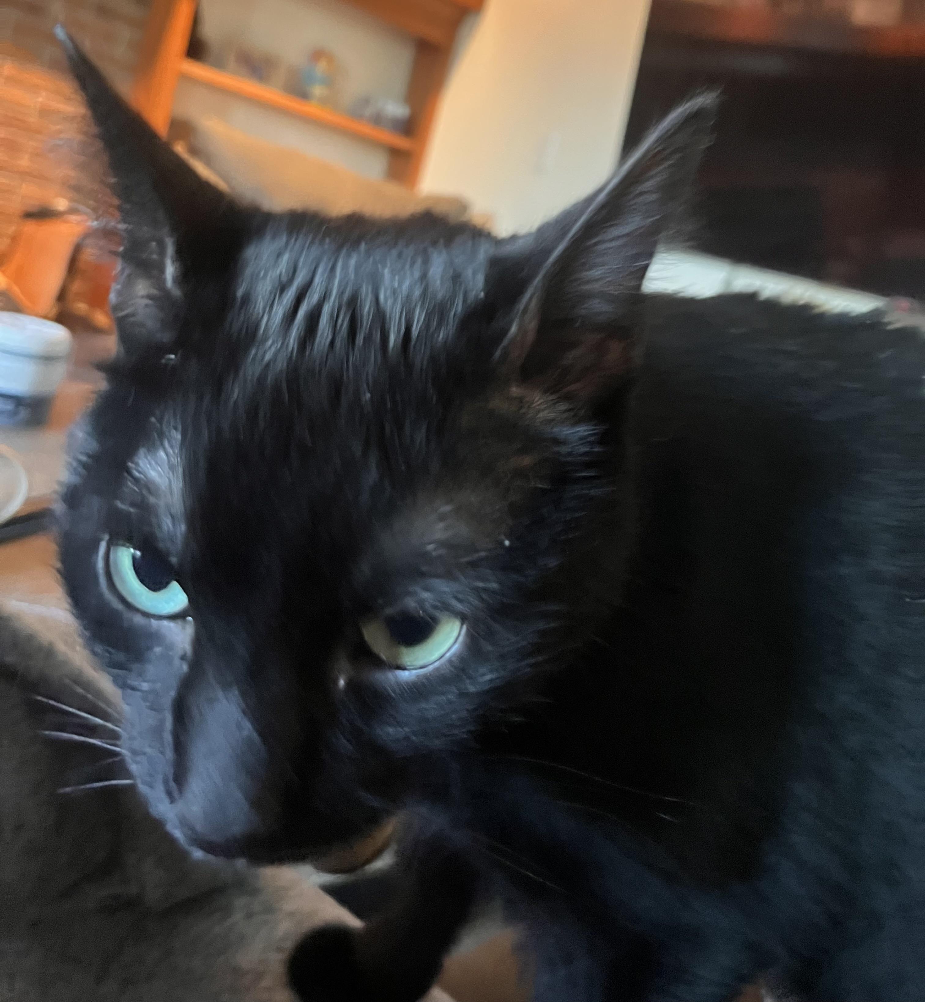 Onyx: featured pet!!, a ADOPTABLE Domestic Short Hair in Edinburg, PA image 5/5