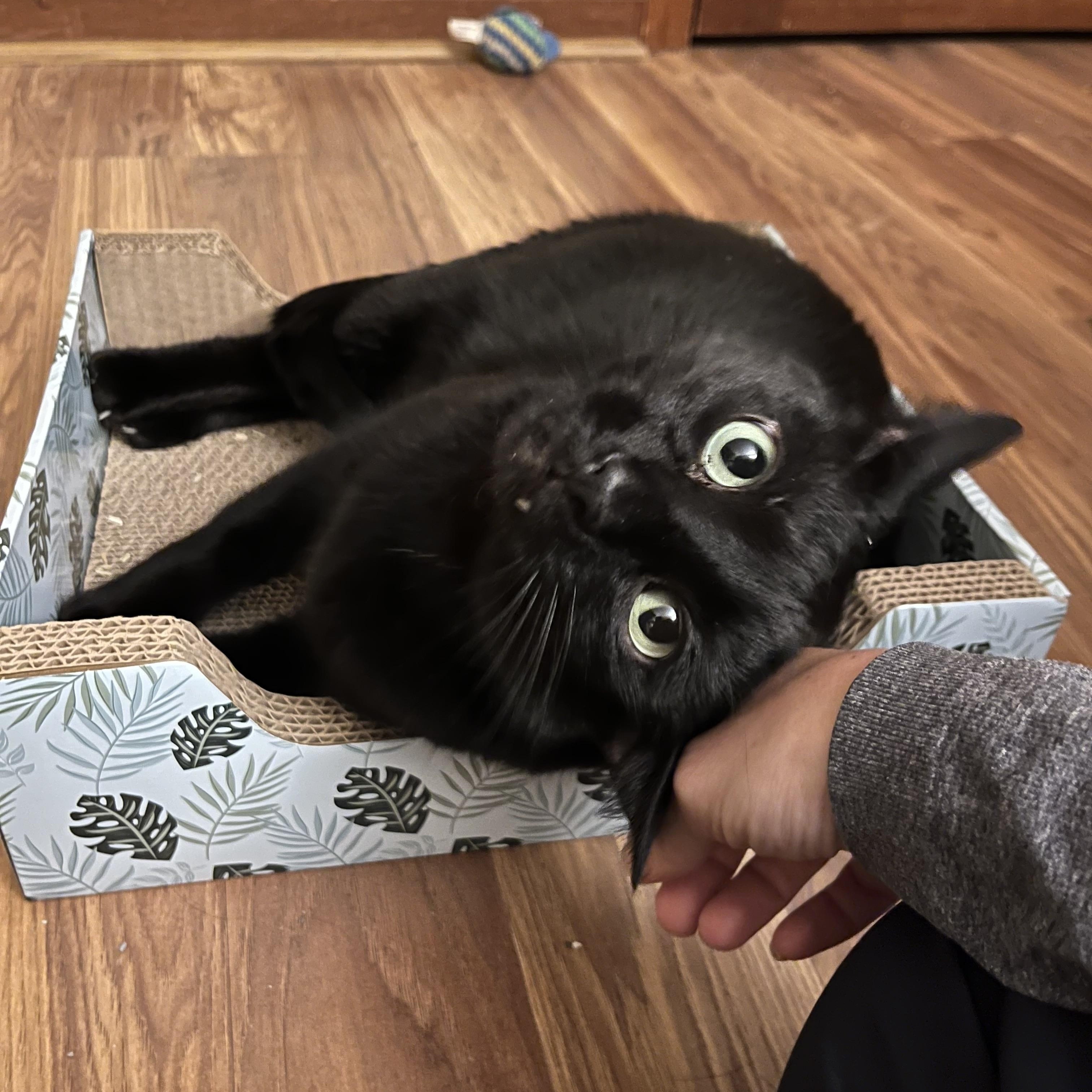 Onyx: featured pet!!, a ADOPTABLE Domestic Short Hair in Edinburg, PA image 5/5