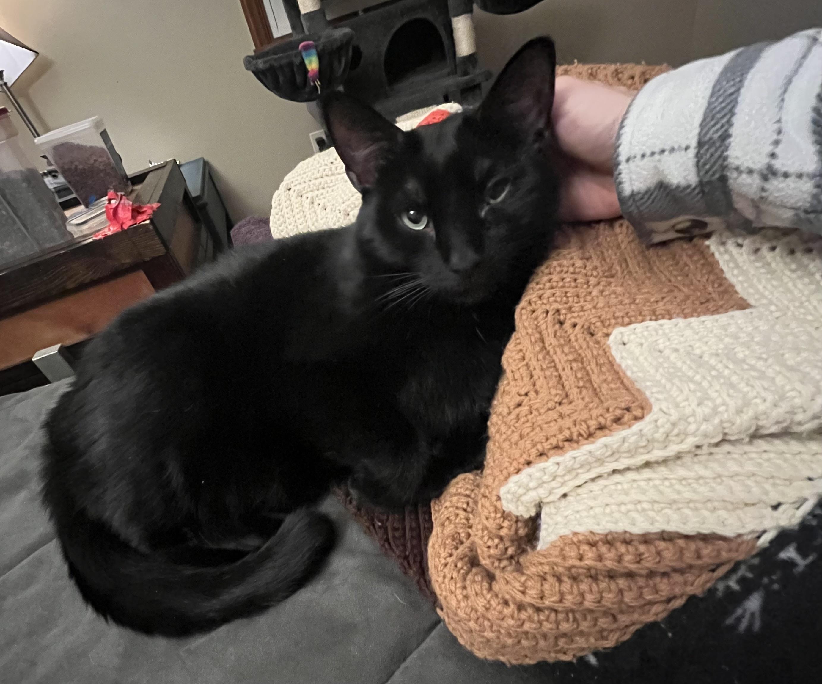 Onyx: featured pet!!, ADOPTABLE, Adult Male Domestic Short Hair.