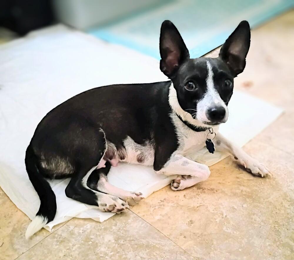 Sara, a Adoptable mixed breed in Evergreen, CO image 4/6