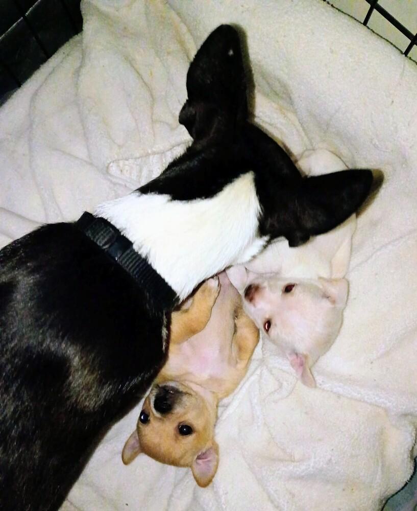 Sara, a Adoptable mixed breed in Evergreen, CO image 6/6