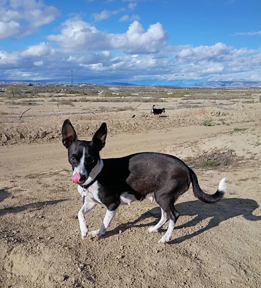 Sara, Adoptable, Adult Female Chihuahua & Terrier.