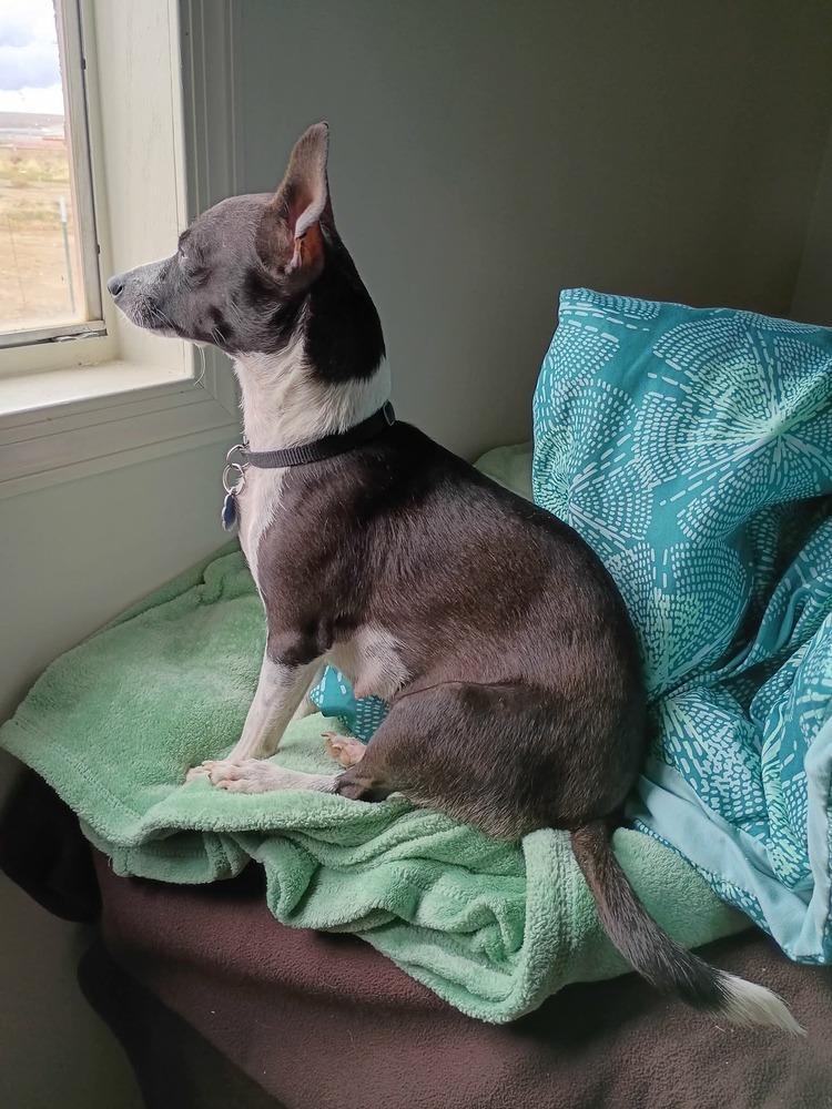 Sara, a Adoptable mixed breed in Evergreen, CO image 2/6