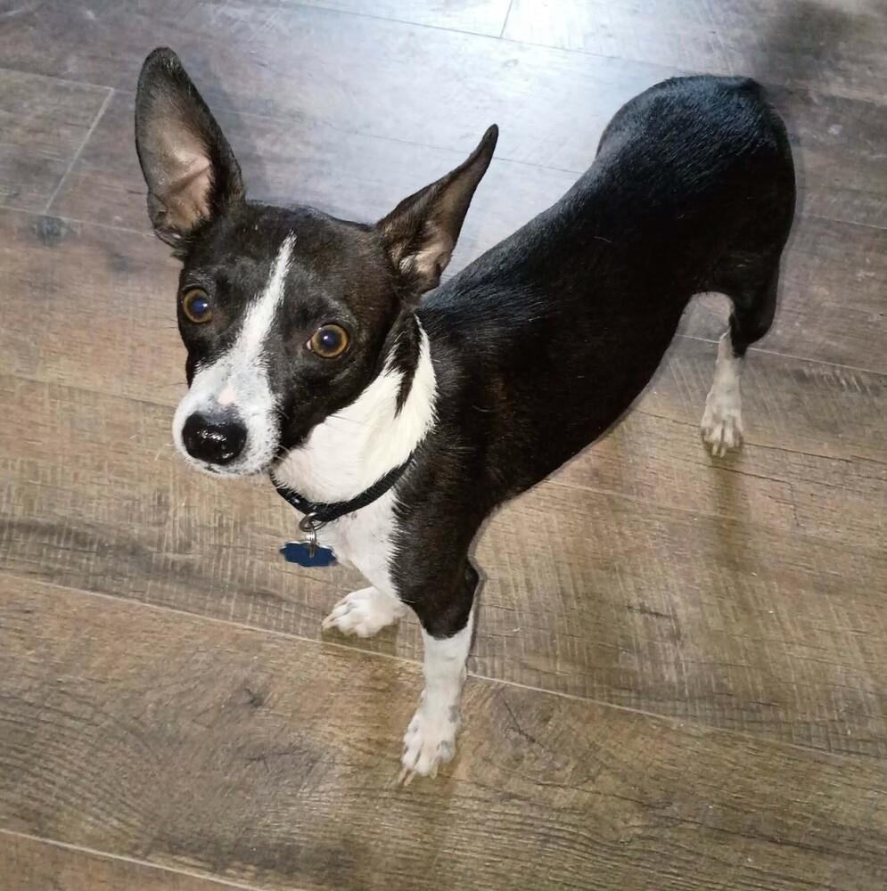 Sara, a Adoptable mixed breed in Evergreen, CO image 3/6