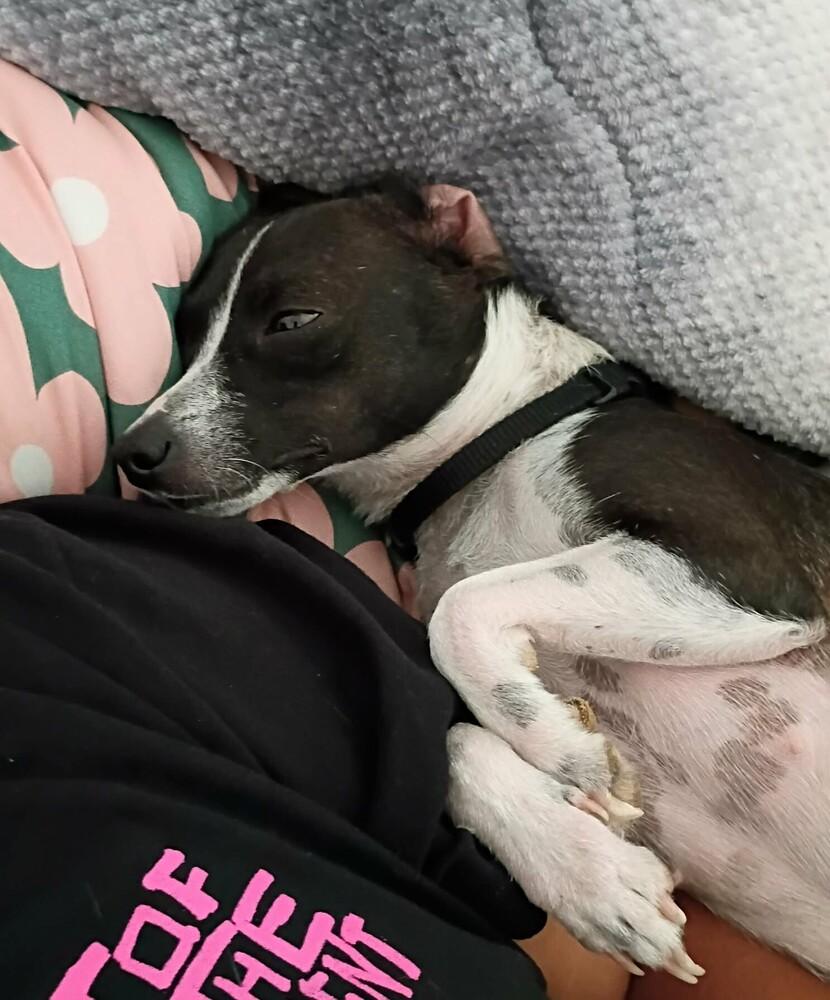 Sara, a Adoptable mixed breed in Evergreen, CO image 5/6