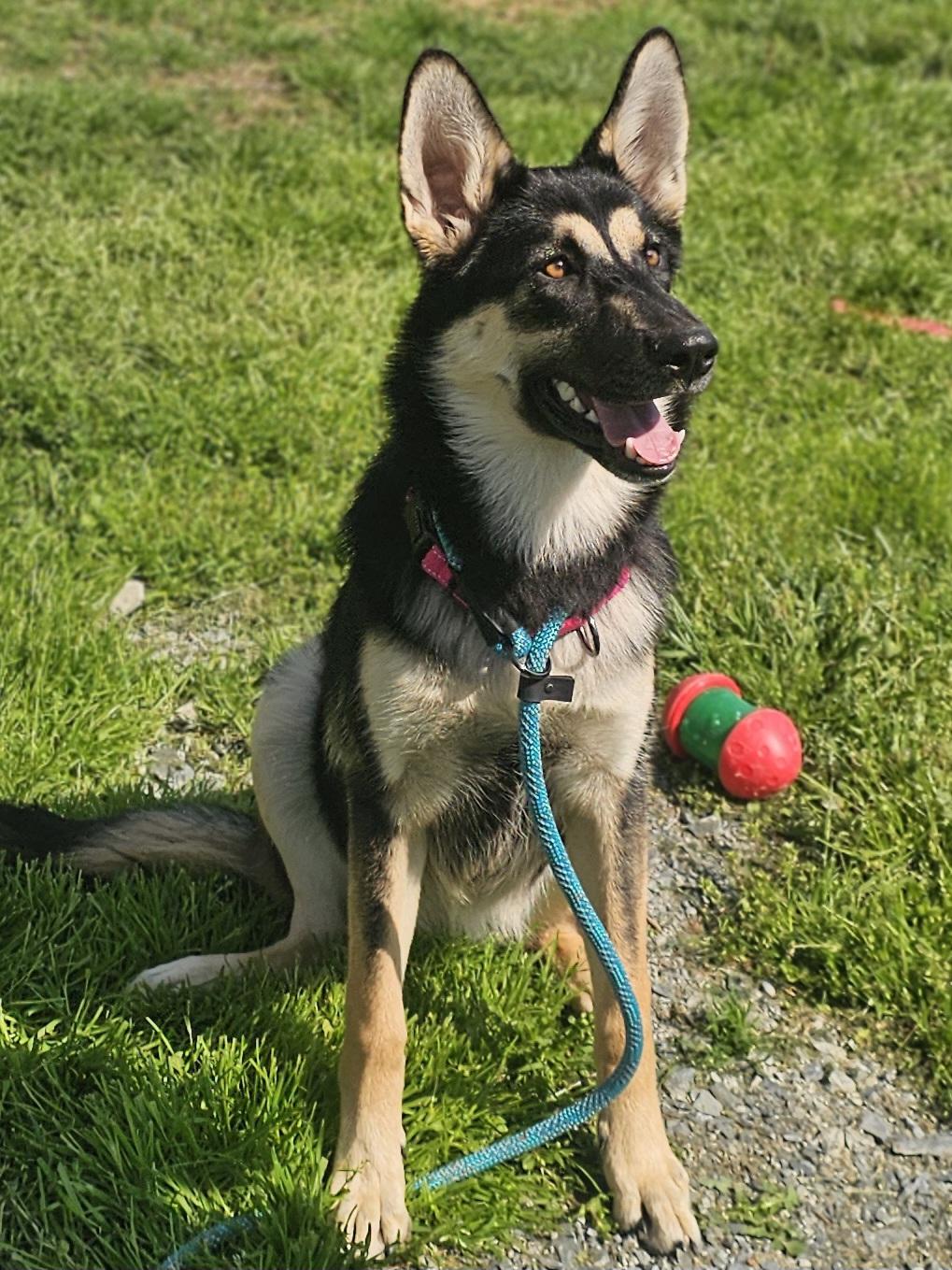 Freya, a ADOPTABLE mixed breed in Monroe, NC image 2/2