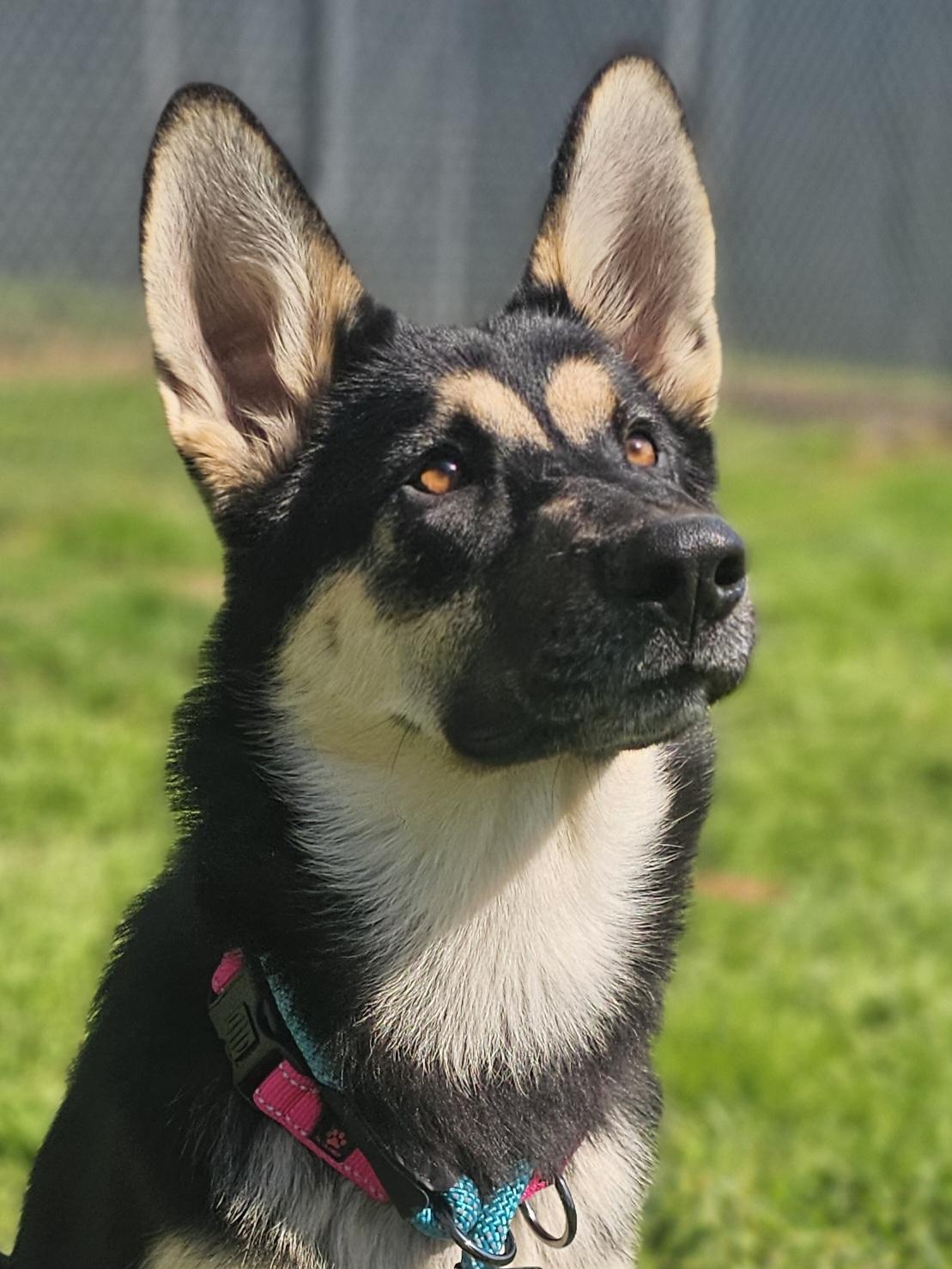 Freya, ADOPTABLE, Young Female German Shepherd Dog.