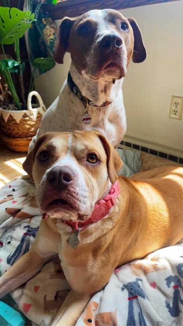 Enlarge Winnie, a Adoptable mixed breed in Euclid, OH image 8/12