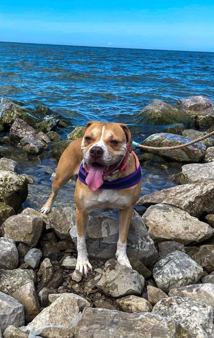 Enlarge Winnie, a Adoptable mixed breed in Euclid, OH image 9/12