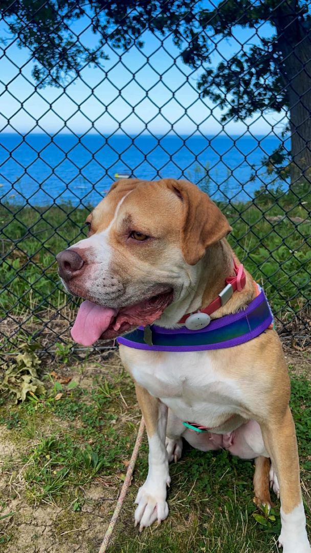 Enlarge Winnie, a Adoptable mixed breed in Euclid, OH image 11/12