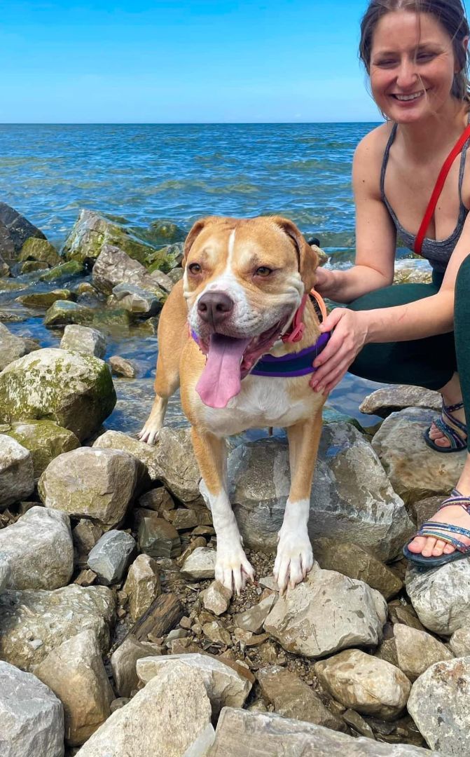 Enlarge Winnie, a Adoptable mixed breed in Euclid, OH image 12/12