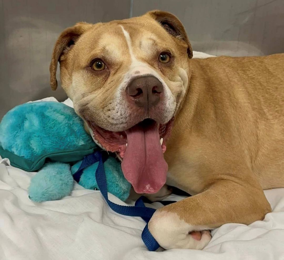 Enlarge Winnie, a Adoptable mixed breed in Euclid, OH image 1/12