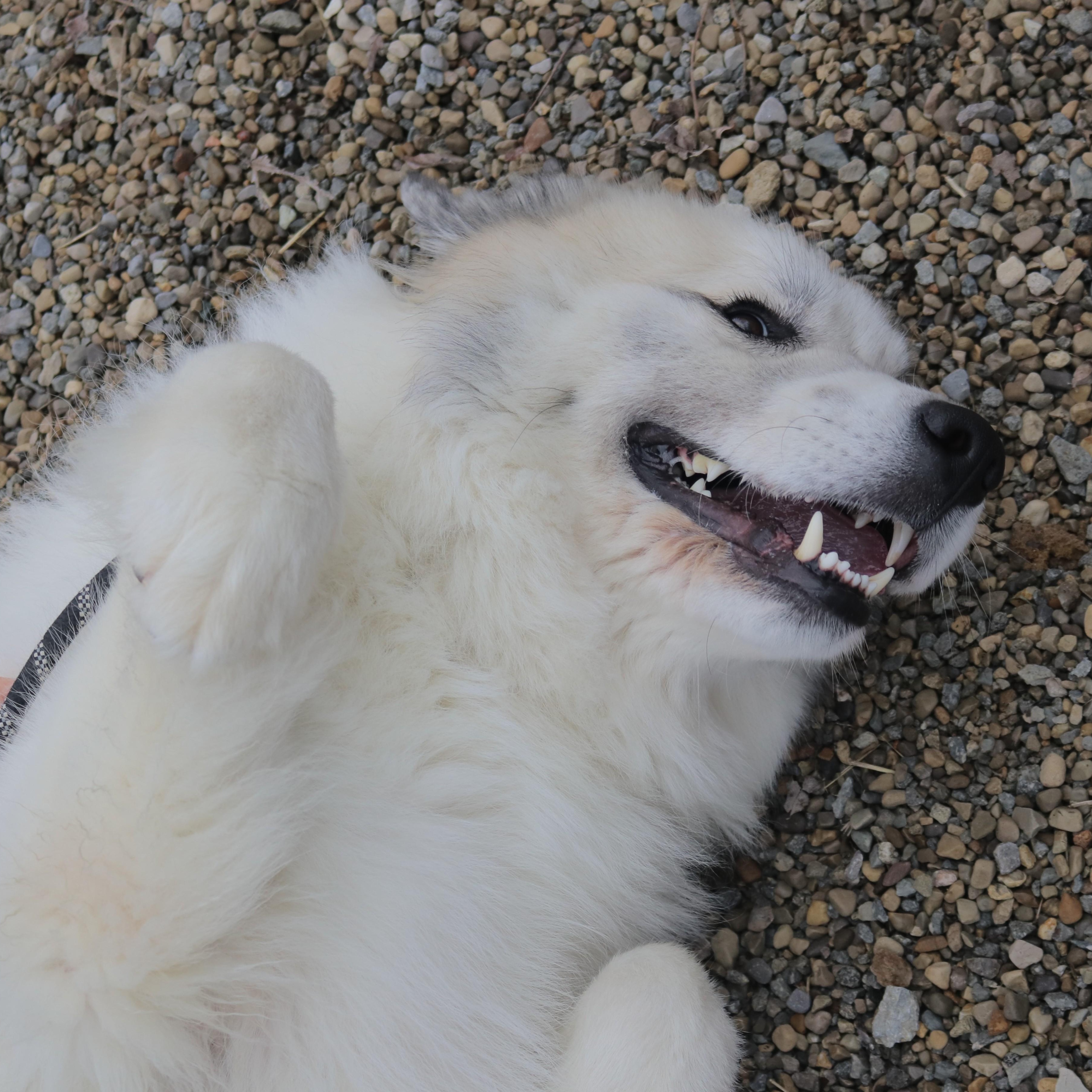 Enlarge AXEL, a Adoptable mixed breed in Wilmington, OH image 3/5