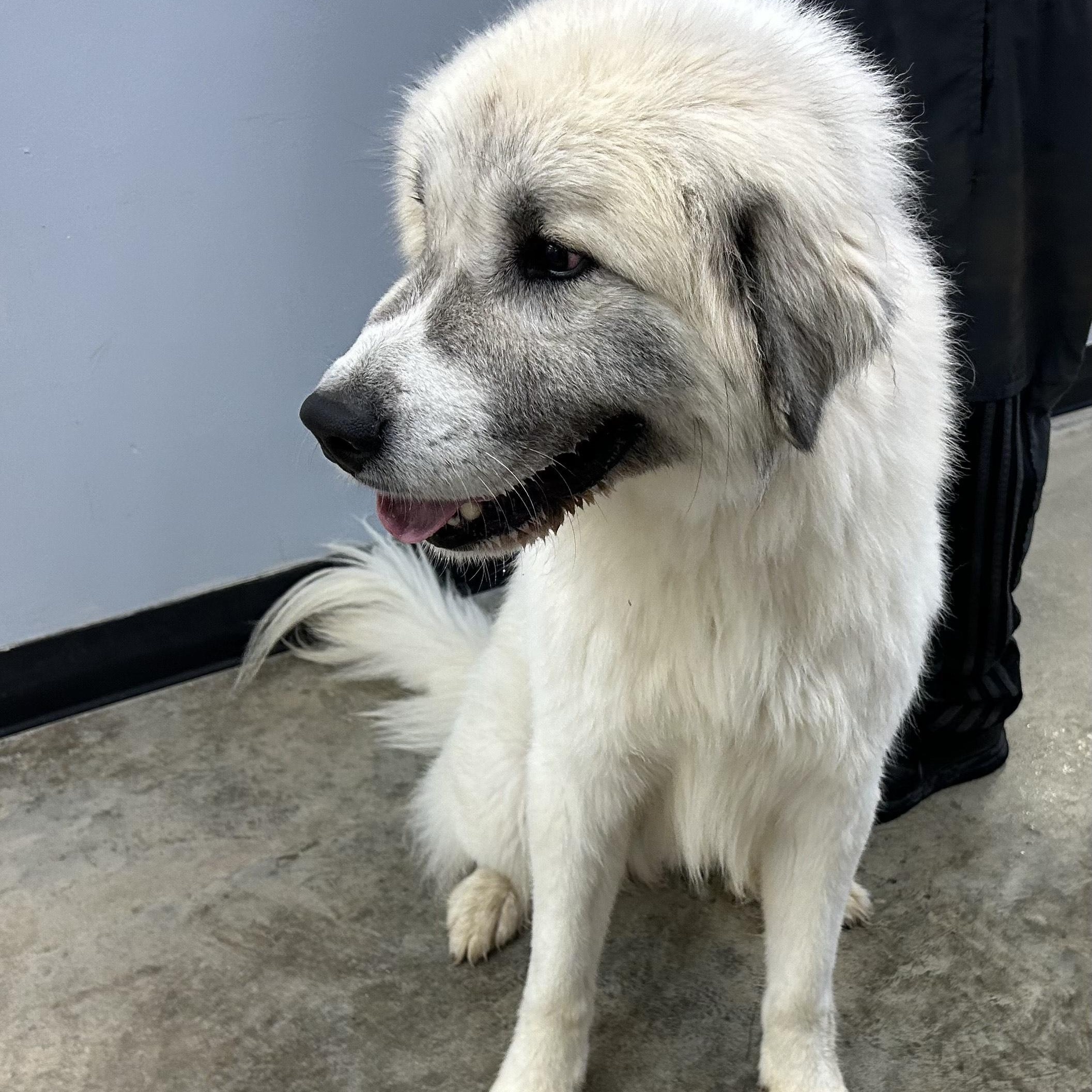 AXEL, a Adoptable mixed breed in Wilmington, OH image 2/3