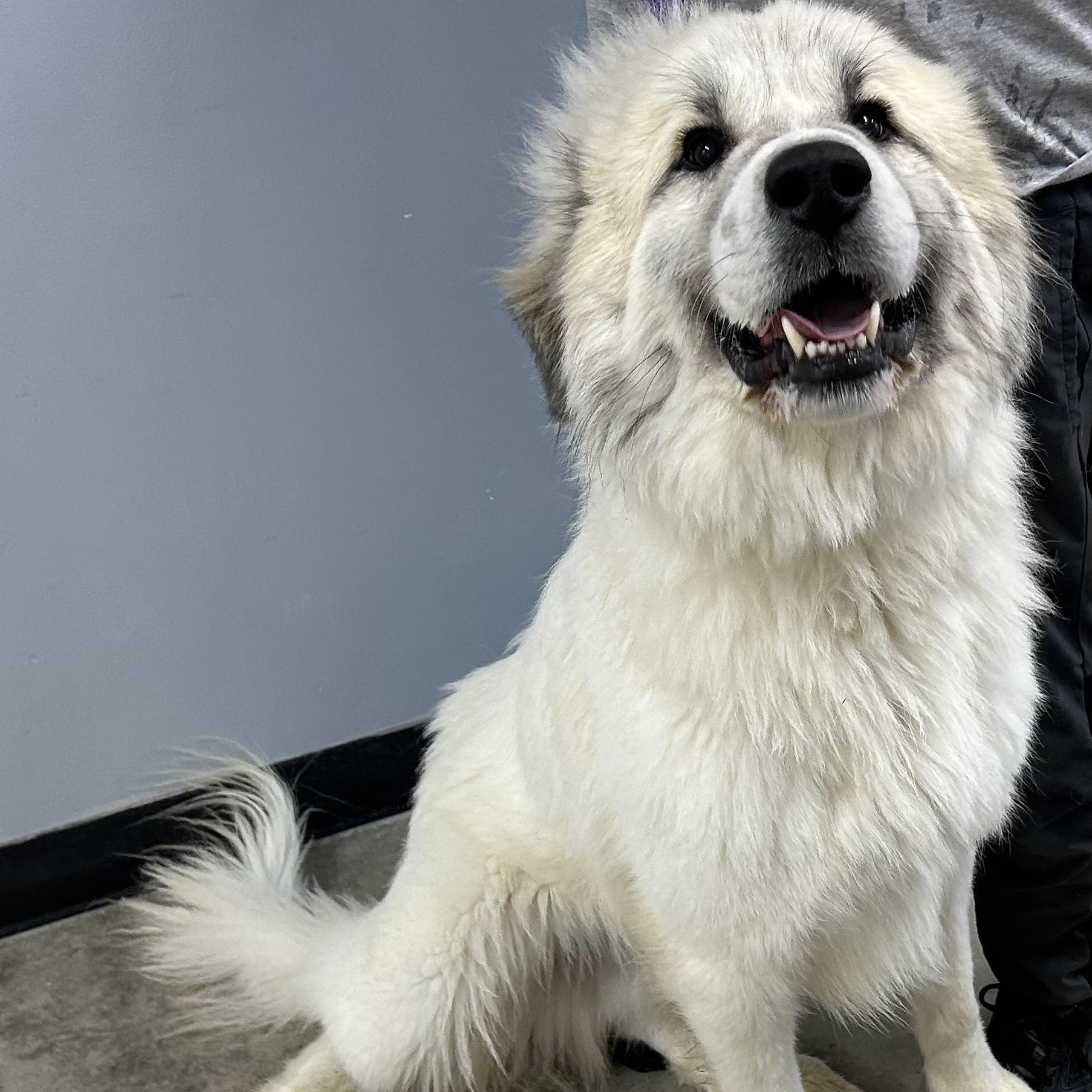 AXEL, a Adoptable mixed breed in Wilmington, OH image 3/3