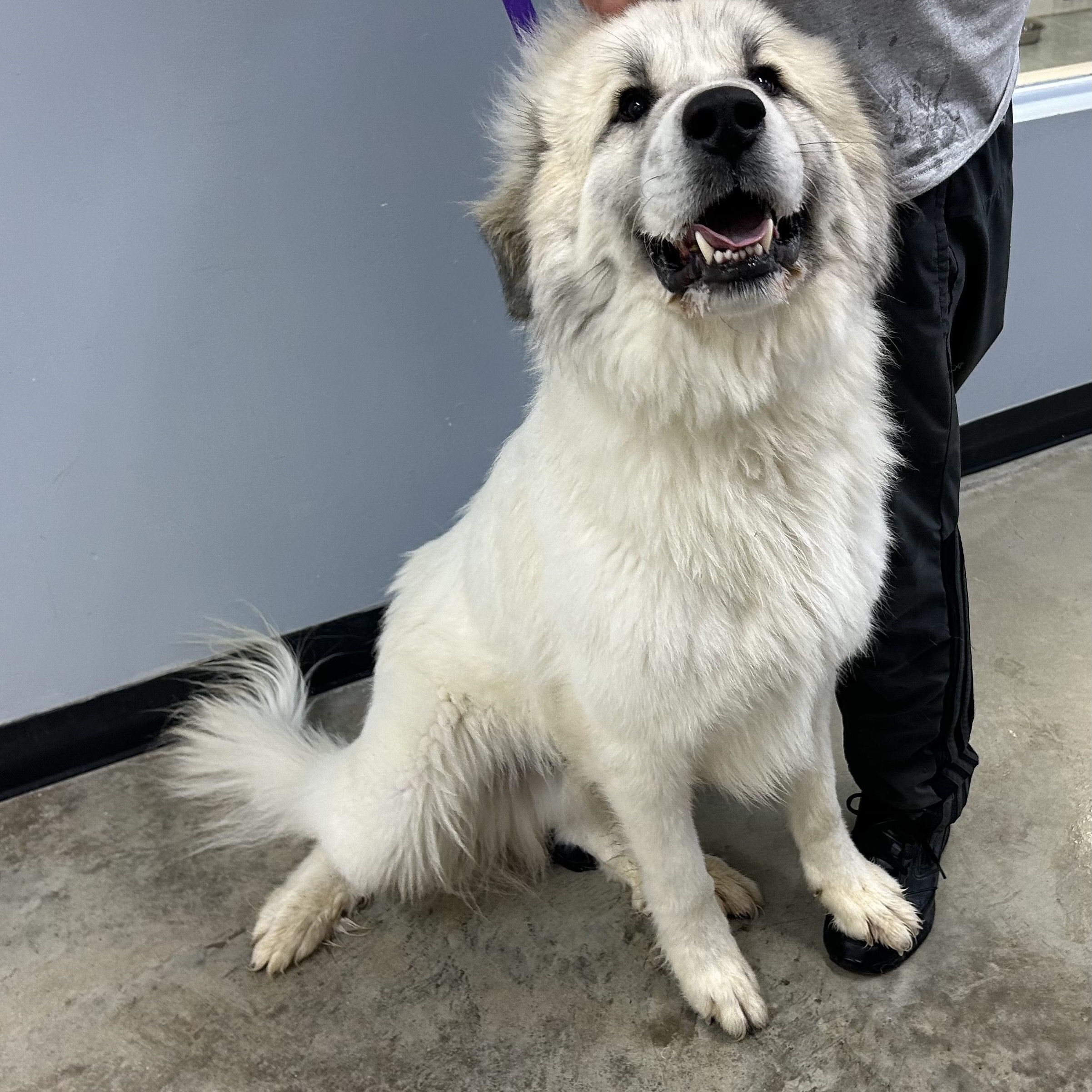 AXEL, Adoptable, Adult Male Great Pyrenees.