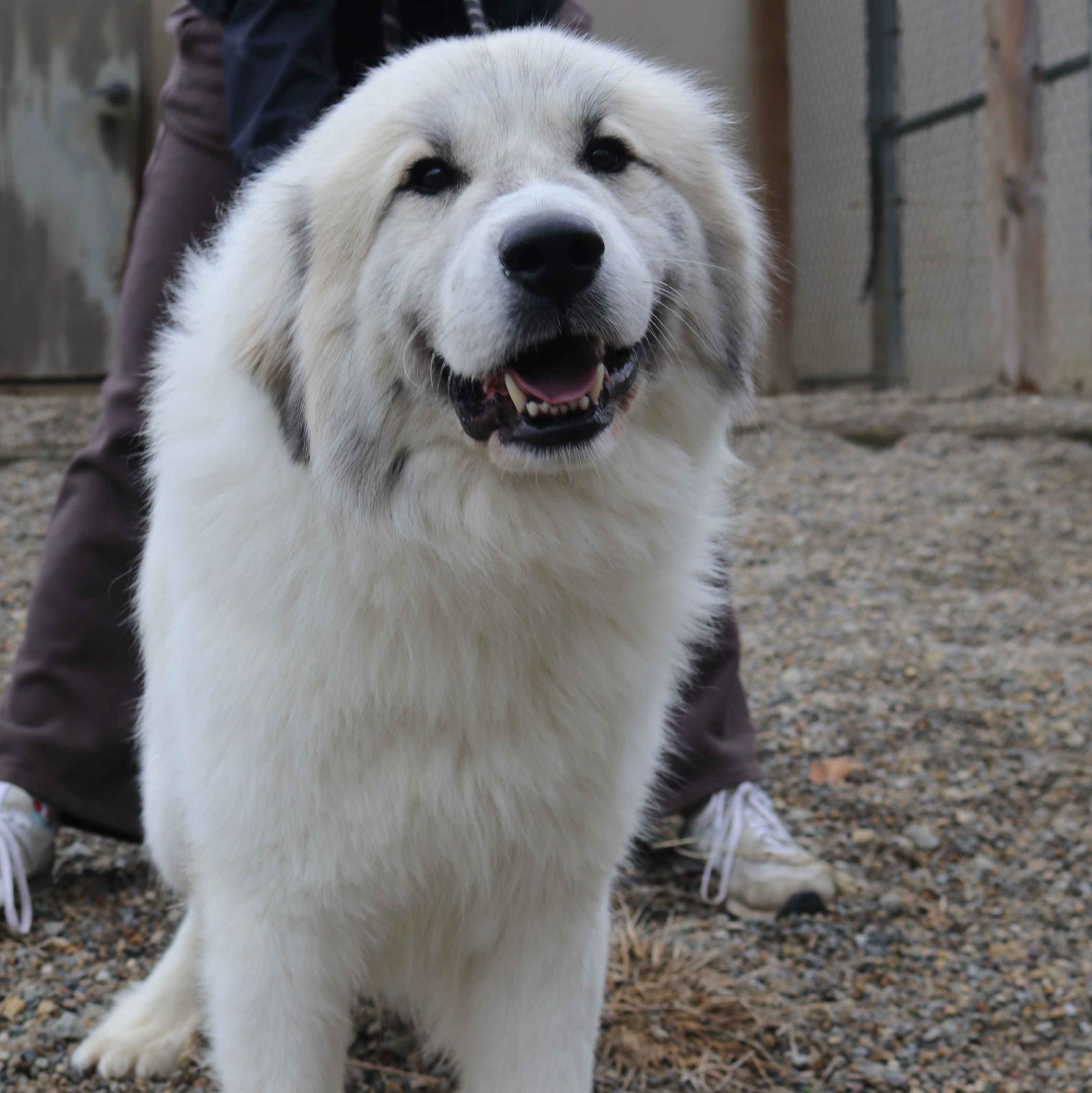 Enlarge AXEL, a Adoptable mixed breed in Wilmington, OH image 4/5