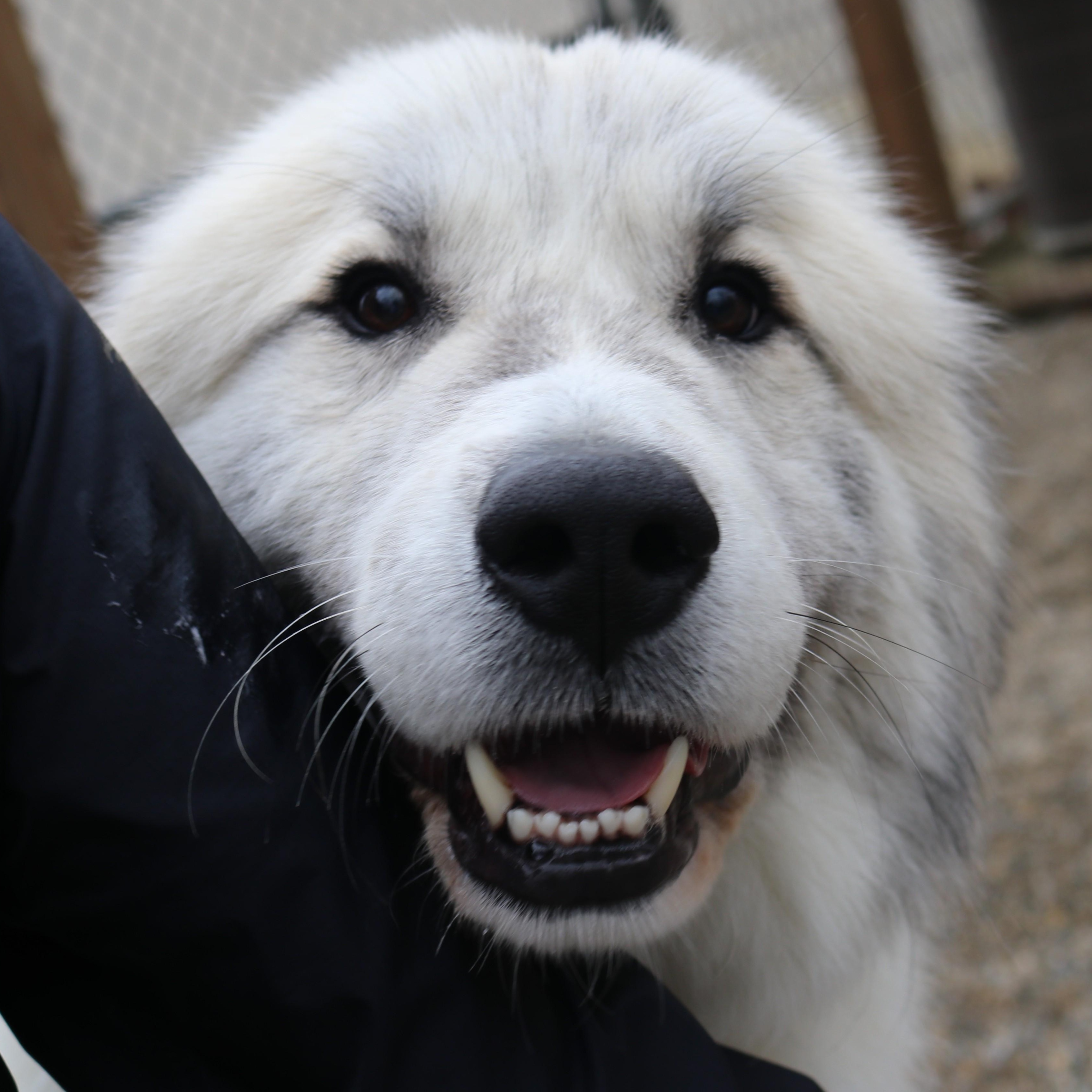 Enlarge AXEL, a Adoptable mixed breed in Wilmington, OH image 1/5