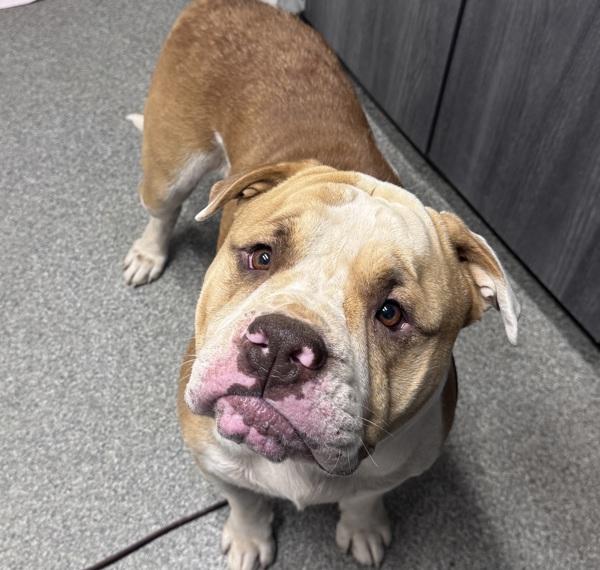 Enlarge Tony, a Adoptable mixed breed in Escondido, CA image 1/1