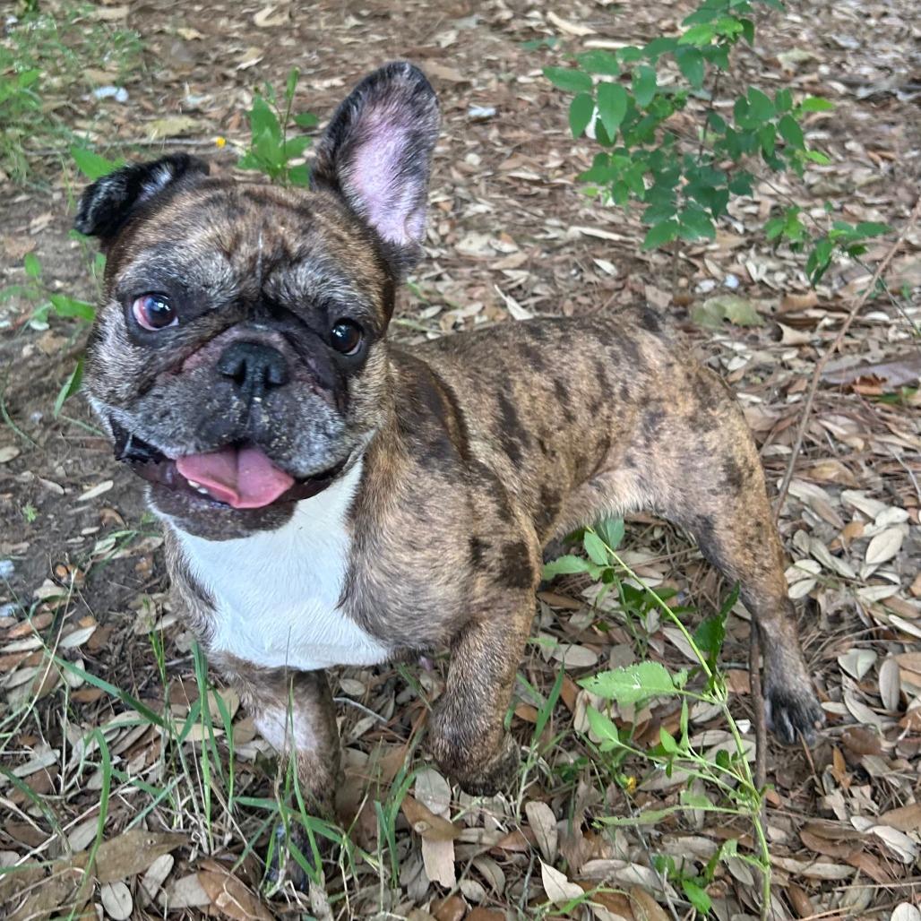 Enlarge Tiggy, a Adoptable French Bulldog in Houston, TX image 1/5