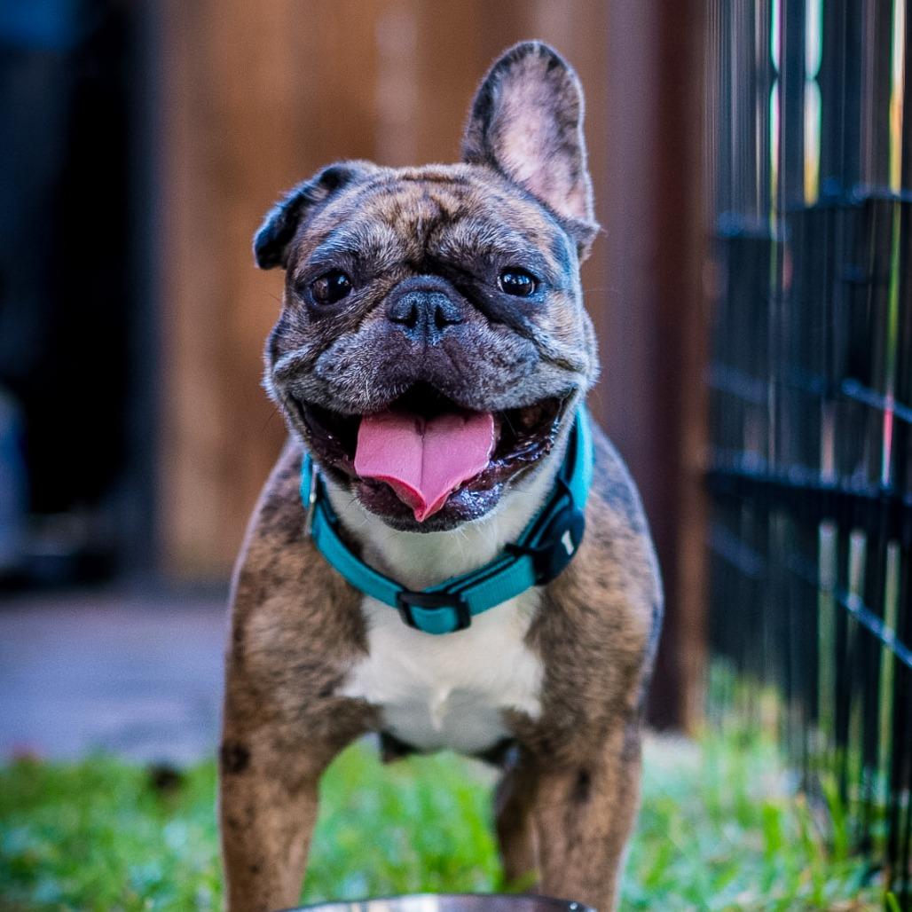 Enlarge Tiggy, a Adoptable French Bulldog in Houston, TX image 1/4