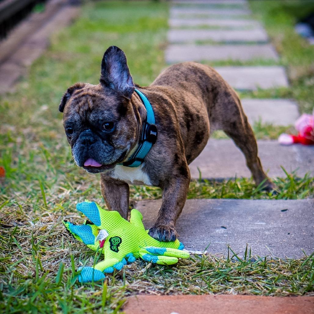 Enlarge Tiggy, a Adoptable French Bulldog in Houston, TX image 2/4