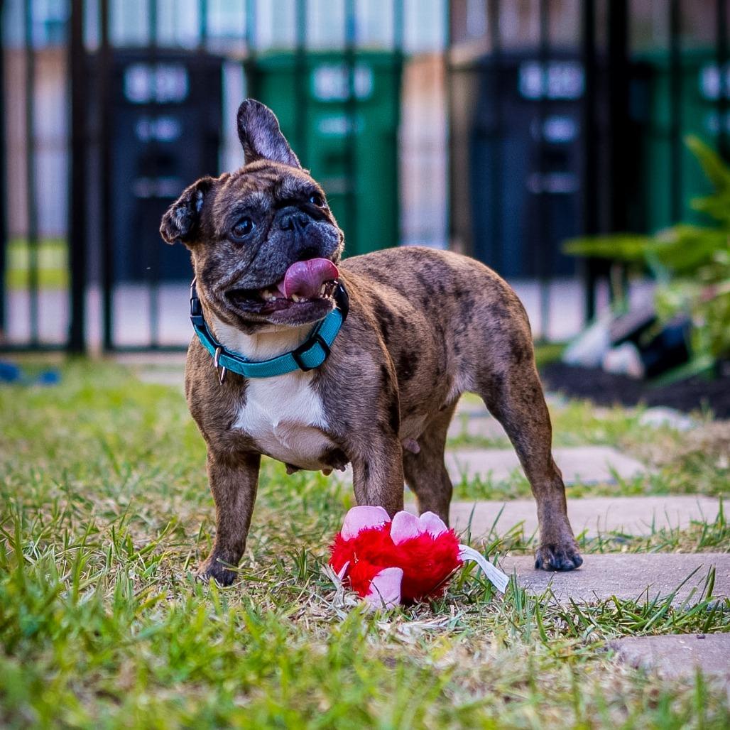 Enlarge Tiggy, a Adoptable French Bulldog in Houston, TX image 3/4