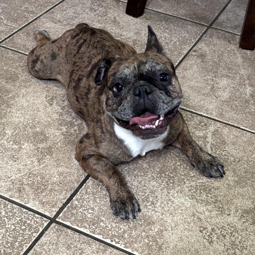 Enlarge Tiggy, a Adoptable French Bulldog in Houston, TX image 5/6