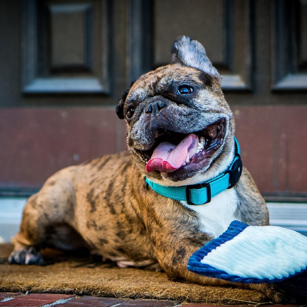 Enlarge Tiggy, a Adoptable French Bulldog in Houston, TX image 4/4