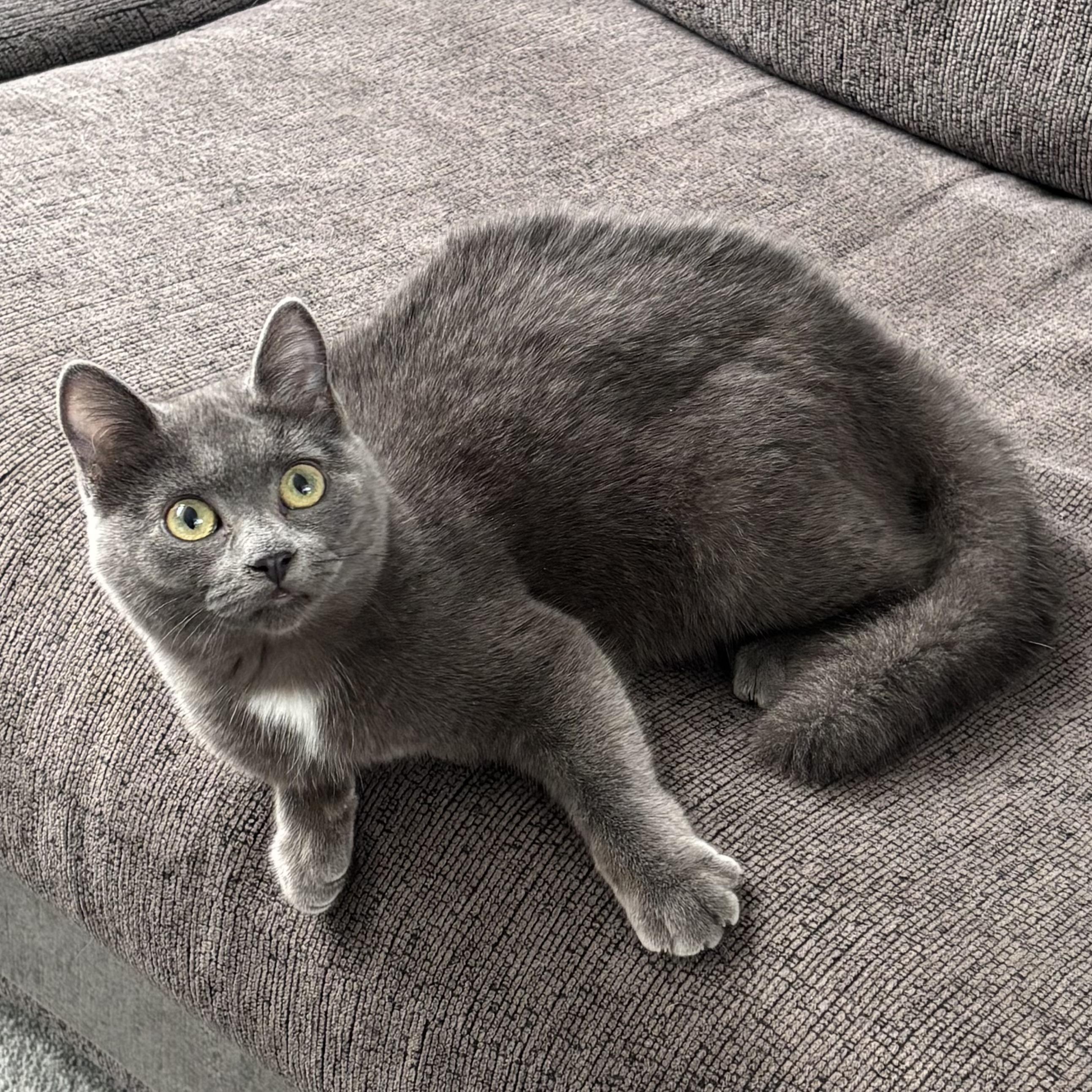 Enlarge OLEANDER, an adopted Domestic Short Hair in Tillsonburg, ON image 2/6