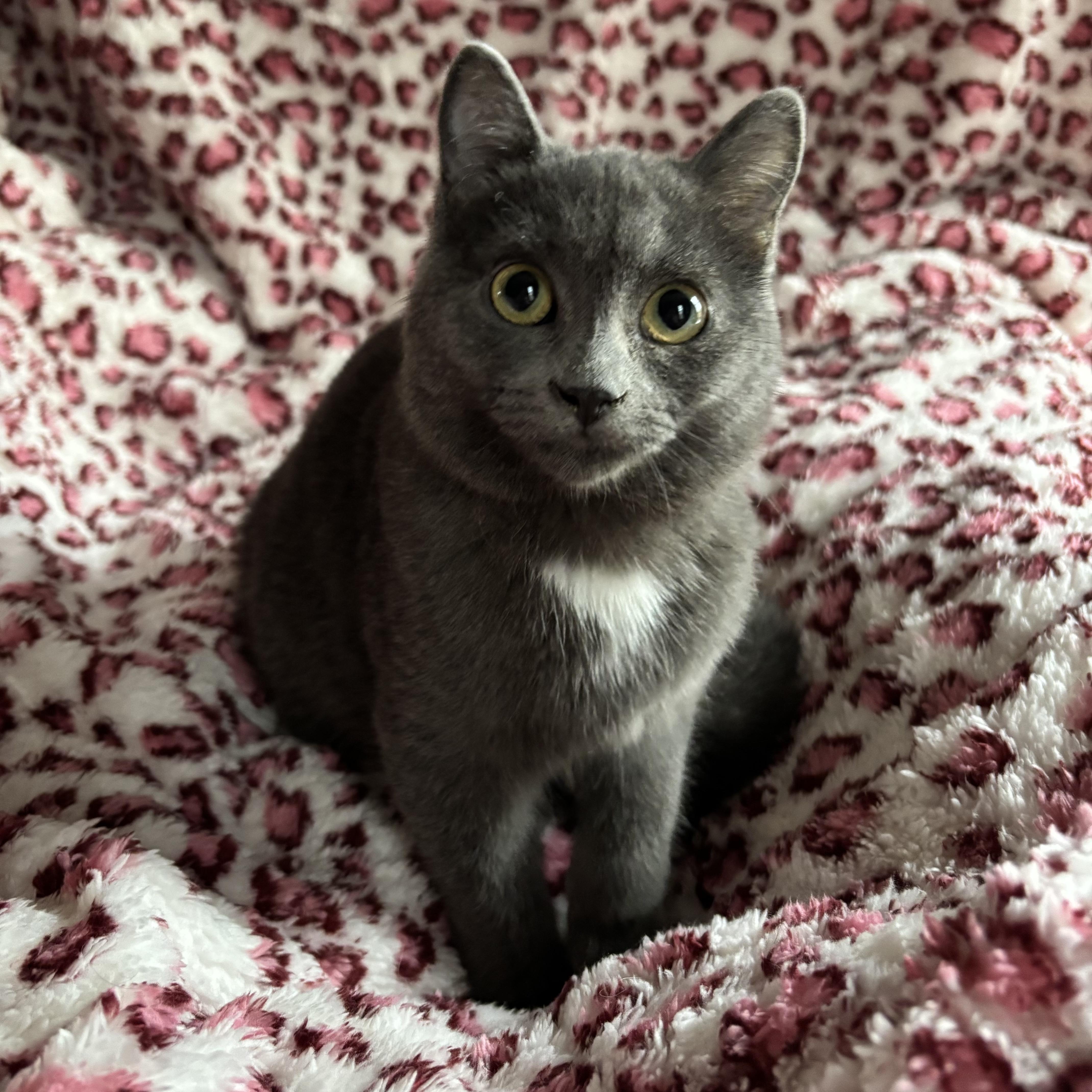 Enlarge OLEANDER, an adopted Domestic Short Hair in Tillsonburg, ON image 5/6