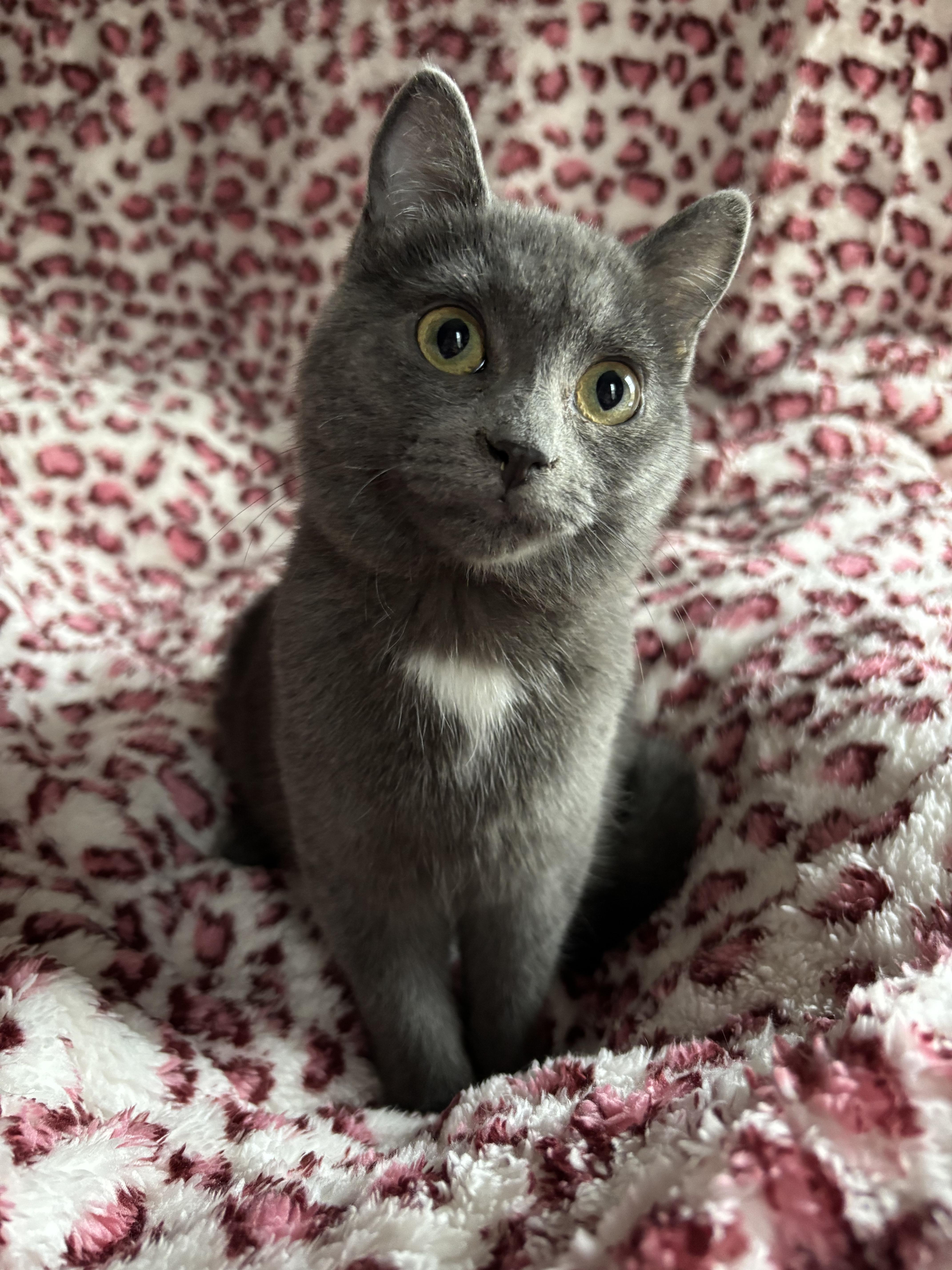 Enlarge OLEANDER, an adopted Domestic Short Hair in Tillsonburg, ON image 6/6