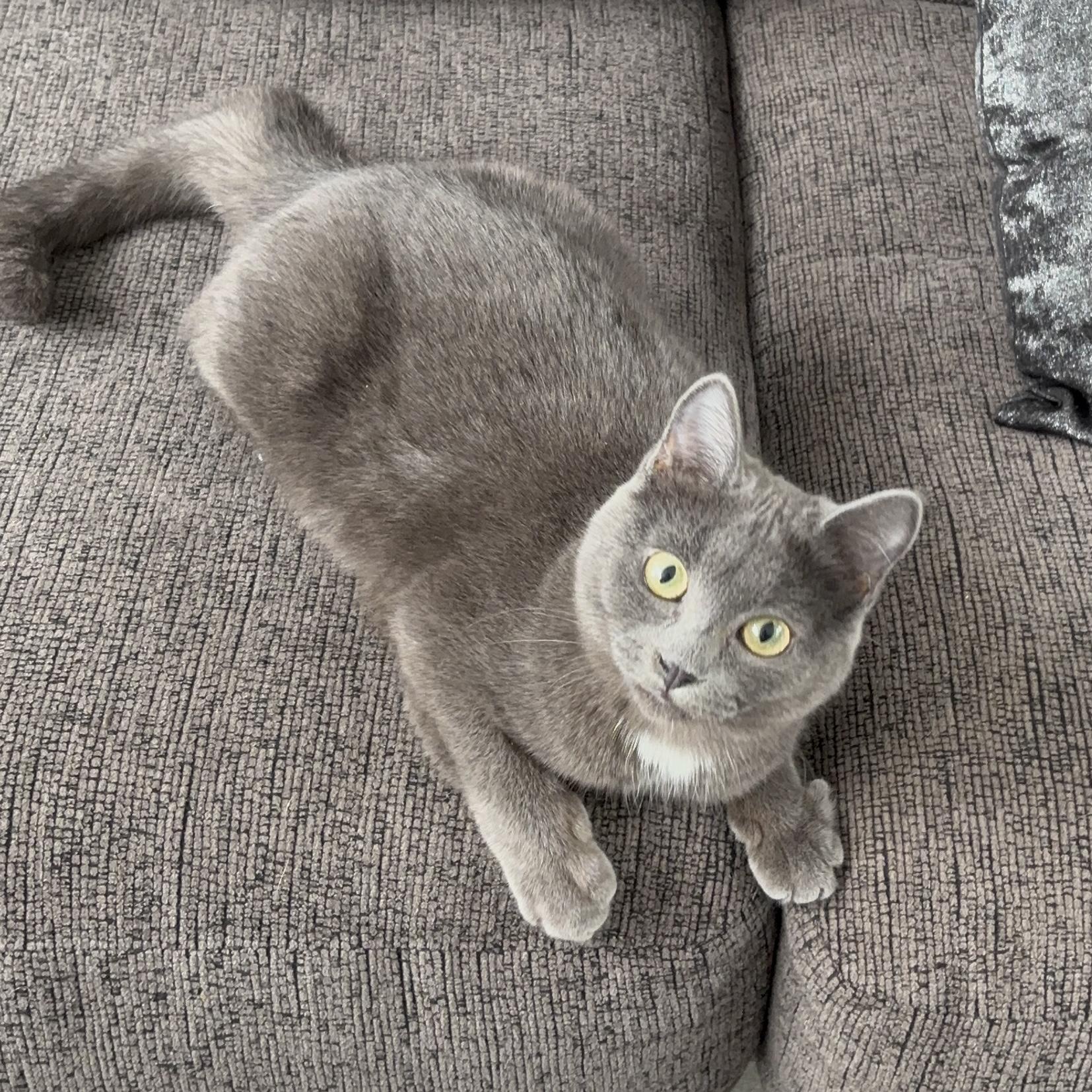 Enlarge OLEANDER, an adopted Domestic Short Hair in Tillsonburg, ON image 1/6