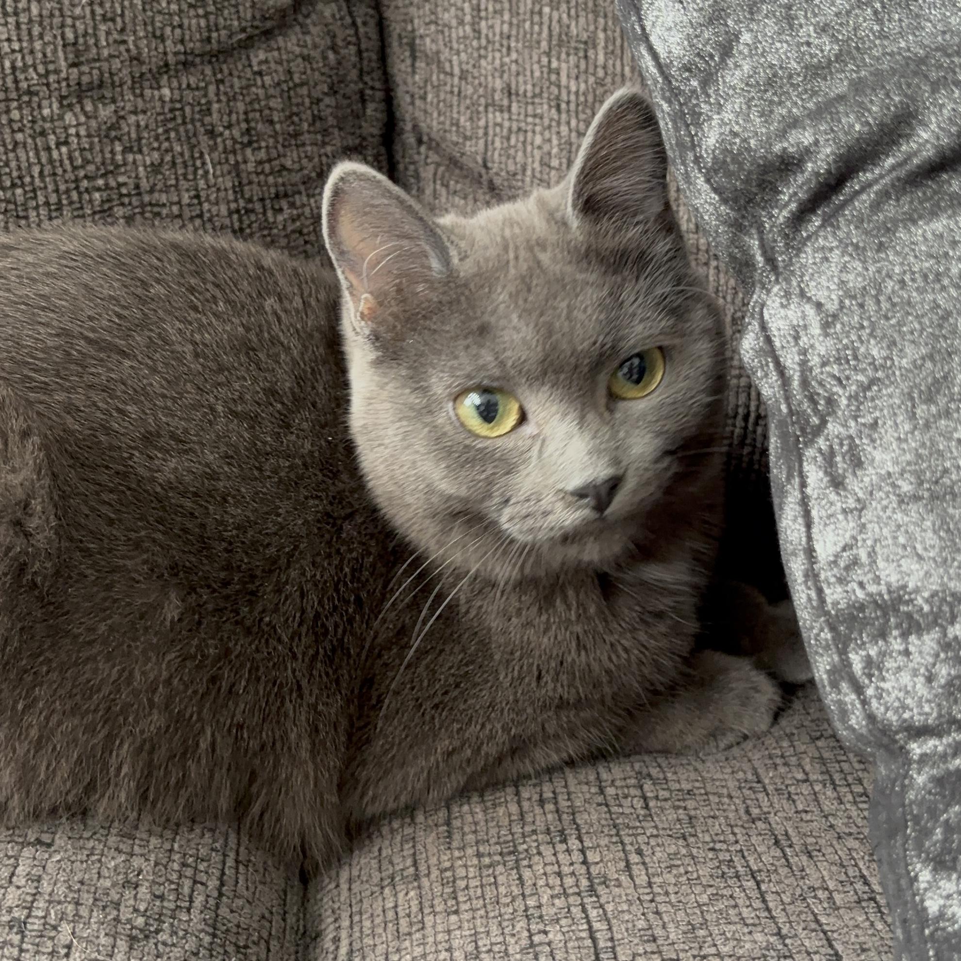 Enlarge OLEANDER, an adopted Domestic Short Hair in Tillsonburg, ON image 3/6