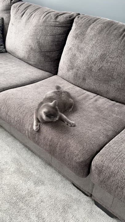 Enlarge OLEANDER, an adopted Domestic Short Hair in Tillsonburg, ON video 4/6