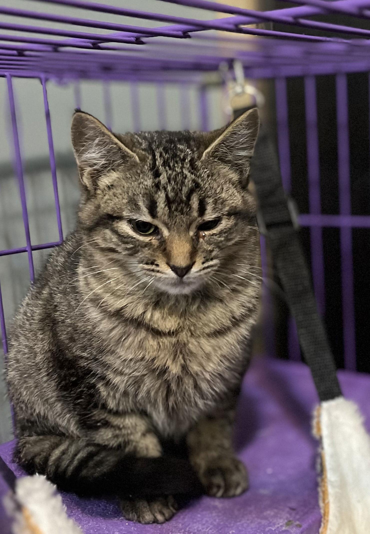 Aleister, a Adoptable Domestic Short Hair in Zimmerman, MN image 1/3