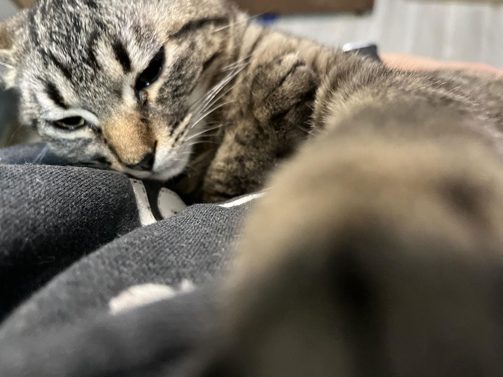 Aleister, a Adoptable Domestic Short Hair in Zimmerman, MN image 2/3