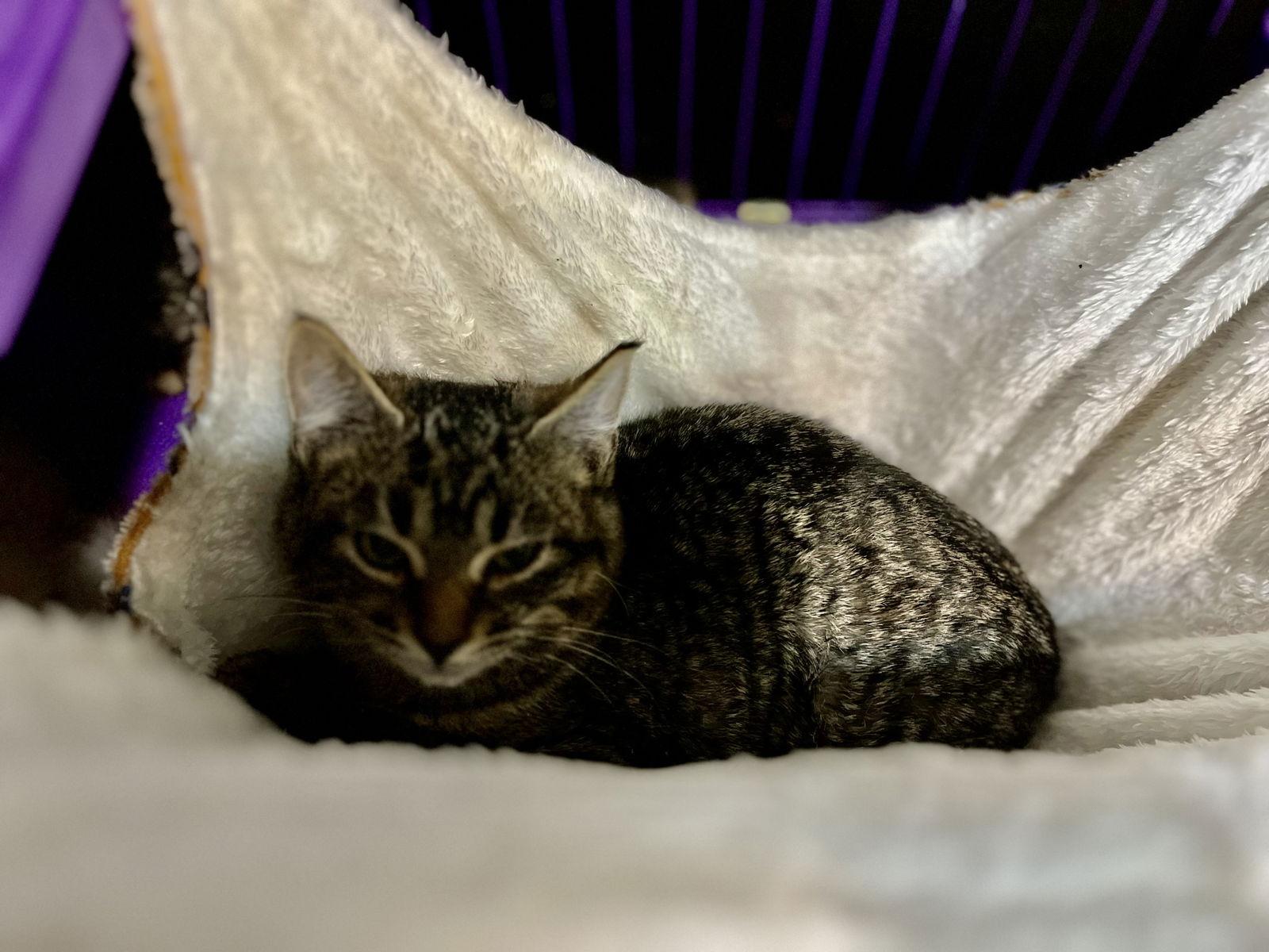 Aleister, a Adoptable Domestic Short Hair in Zimmerman, MN image 3/3