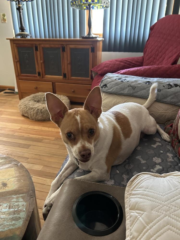 Meeny, Adoptable, Adult Female Chihuahua.