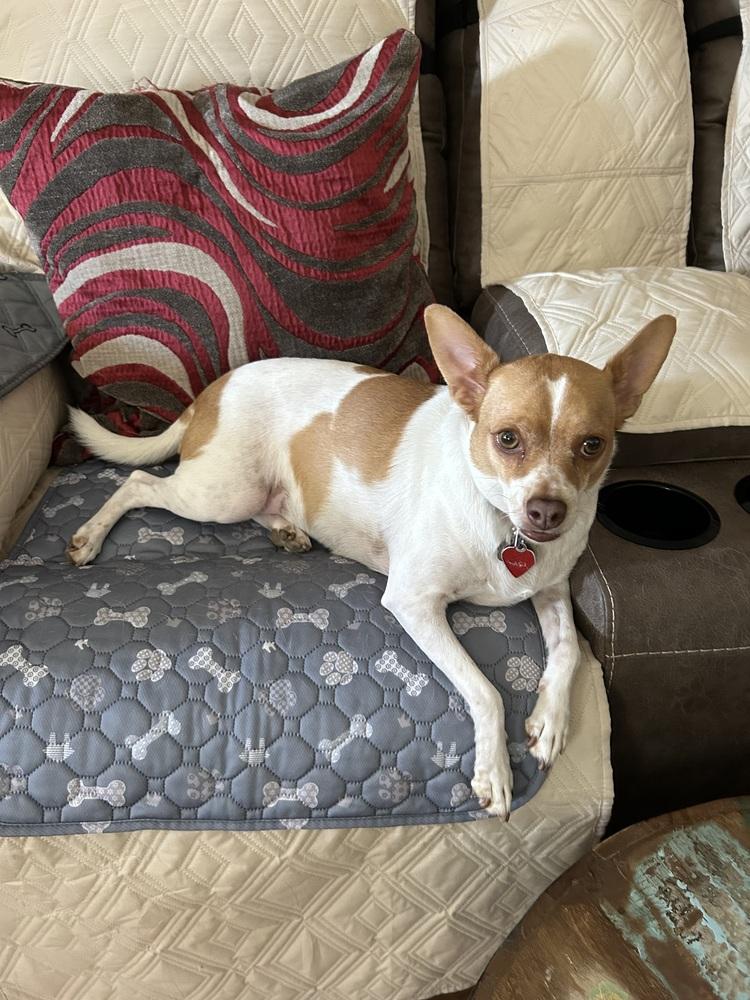 Enlarge Meeny, a Adoptable mixed breed in Scranton, PA image 2/3