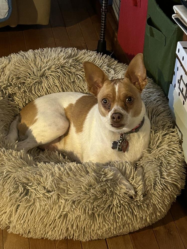 Enlarge Meeny, a Adoptable mixed breed in Scranton, PA image 3/3