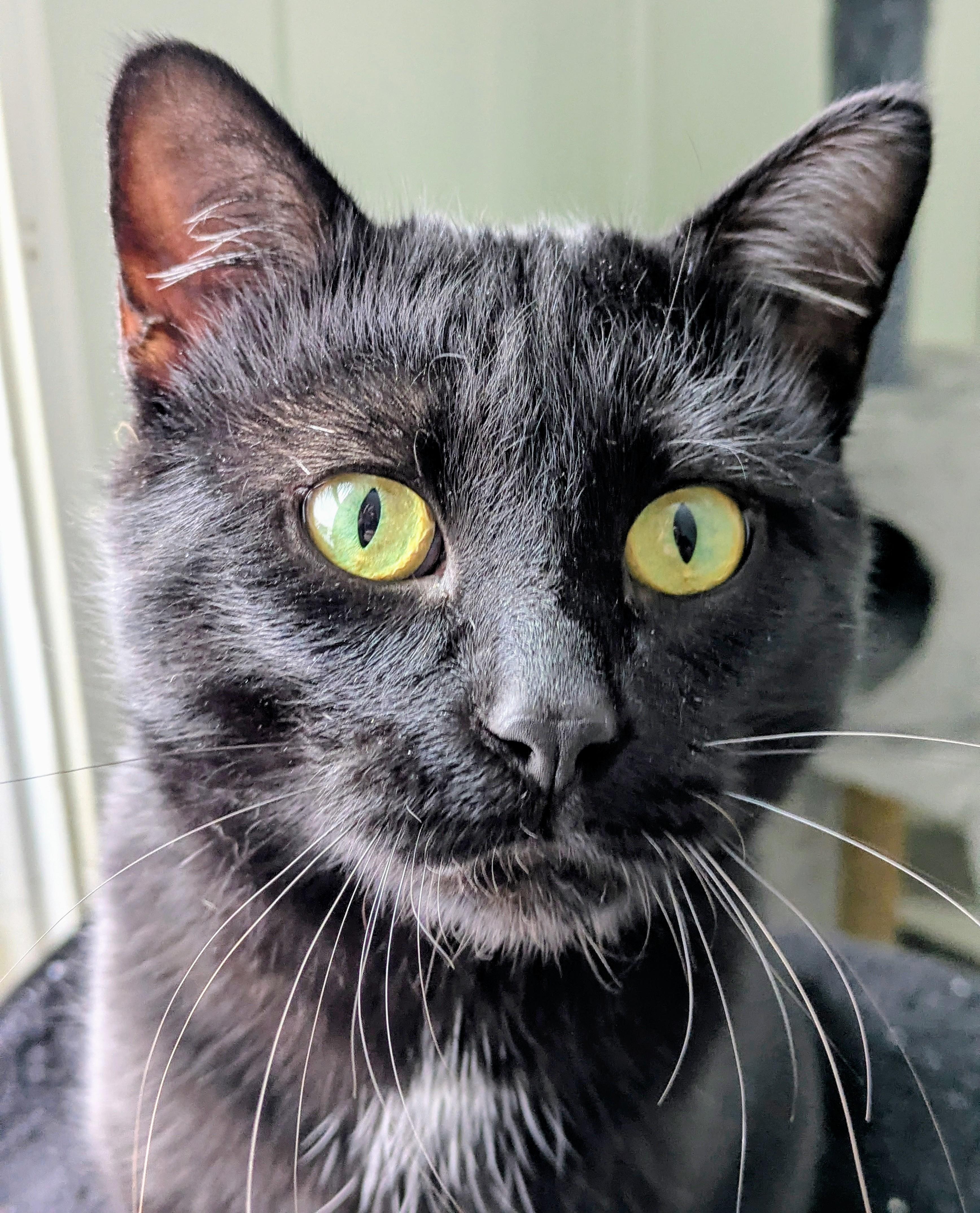 Queso, adoptable, Adult Male Domestic Short Hair.